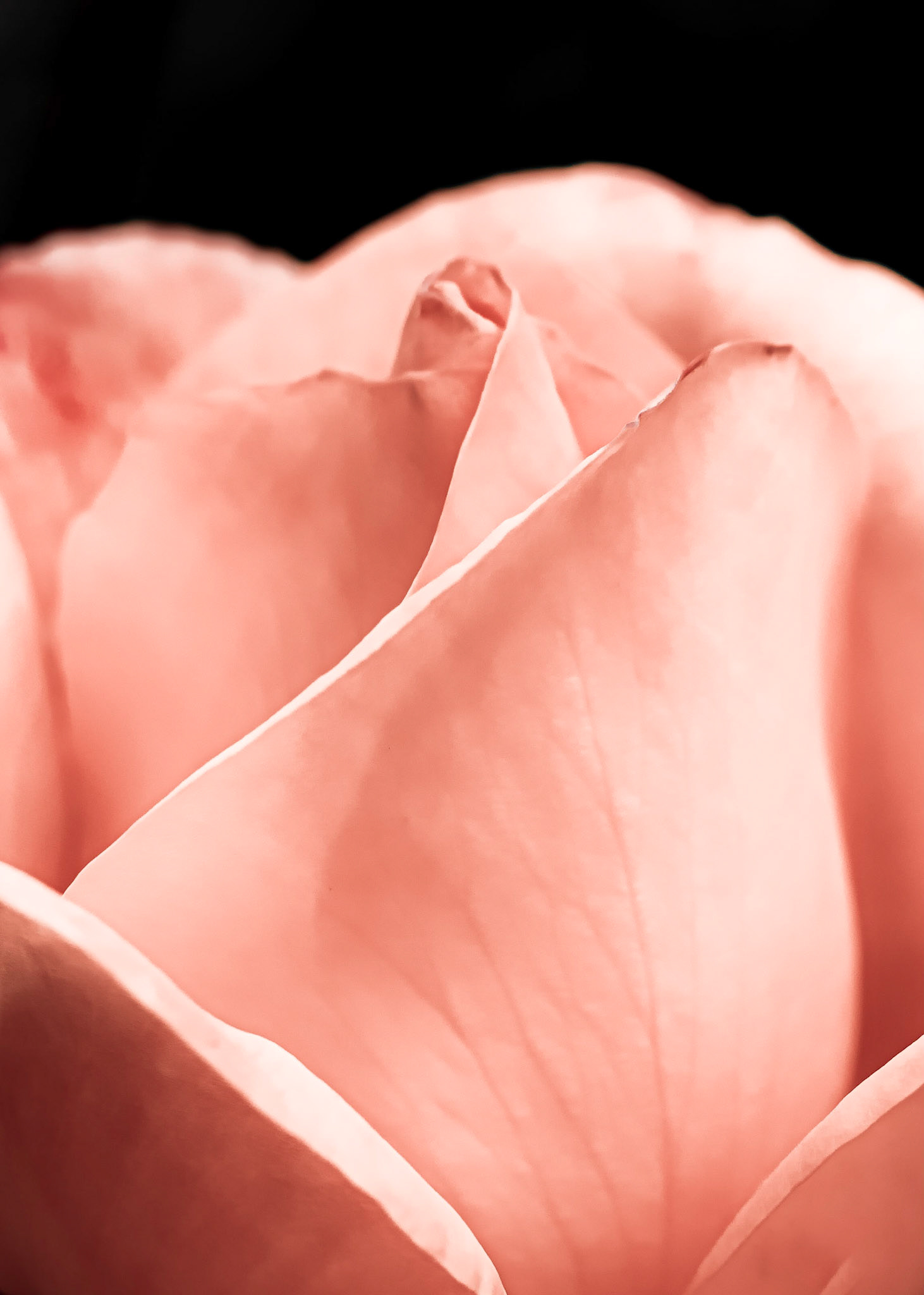 The Nuances of a Rose