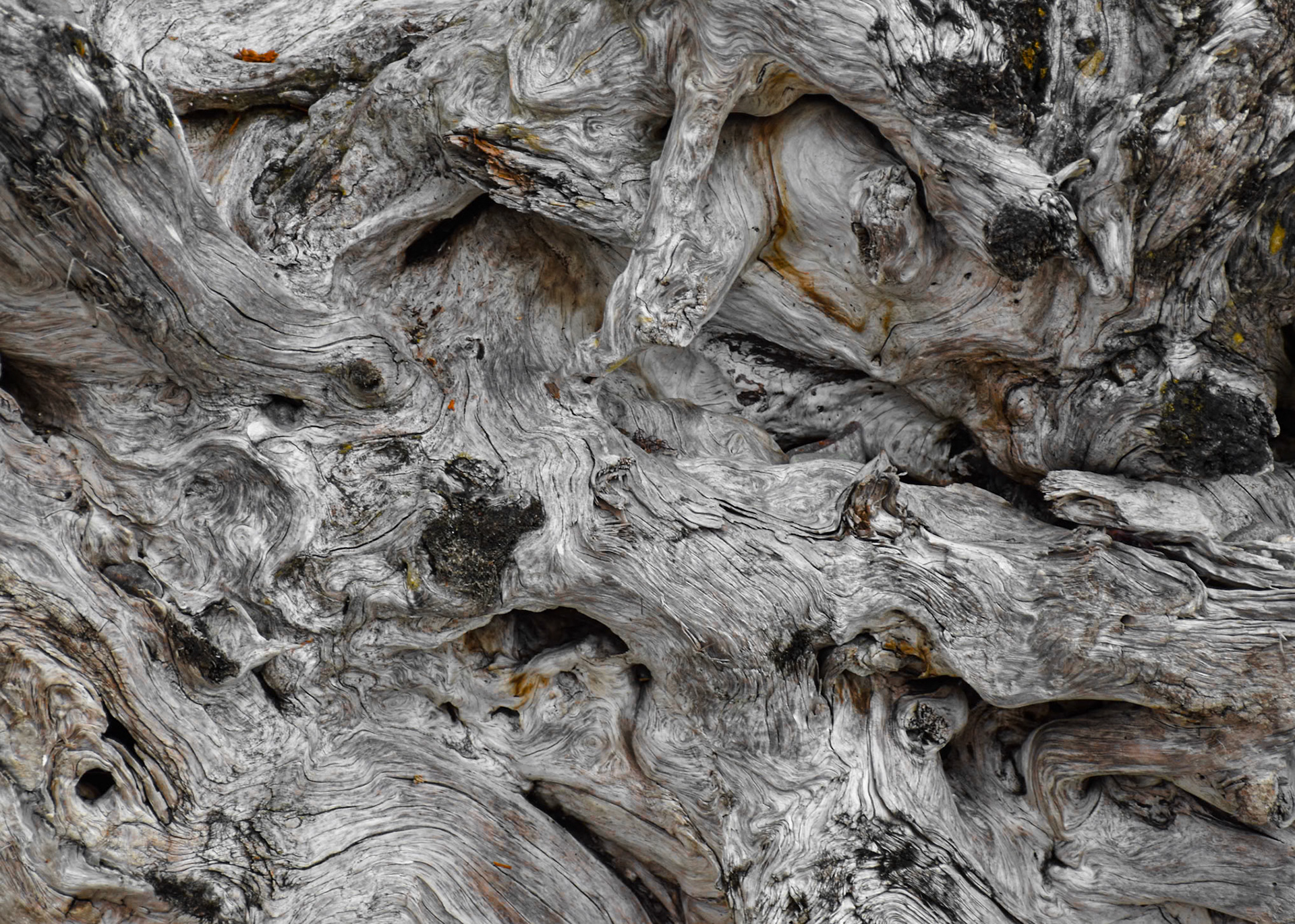 Driftwood