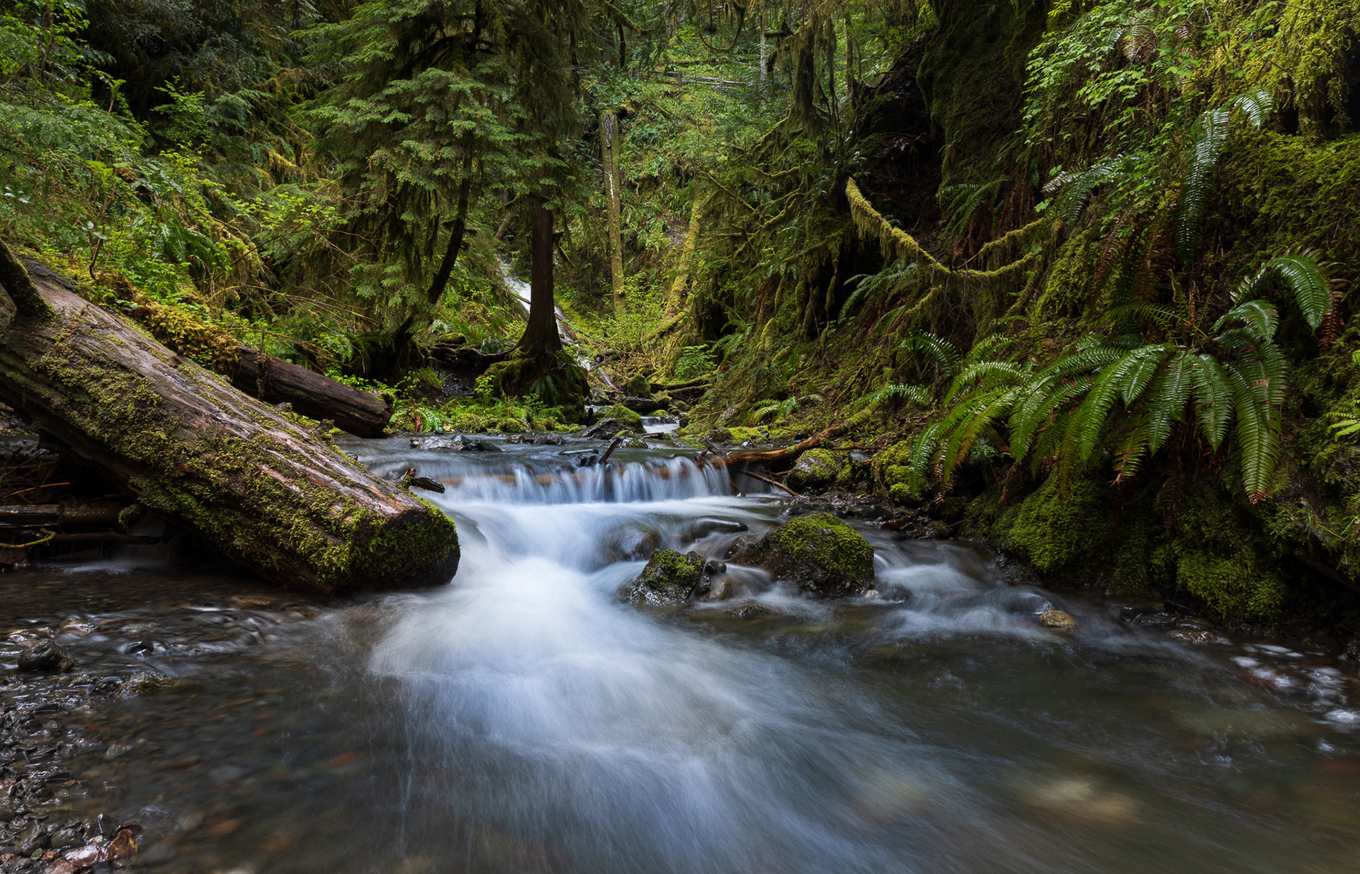 Below the Marymere Falls, Olympic National Park