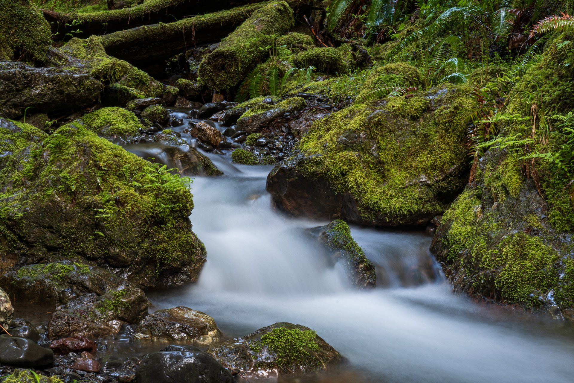 Below Marymere Falls, Olympic National Park, WA