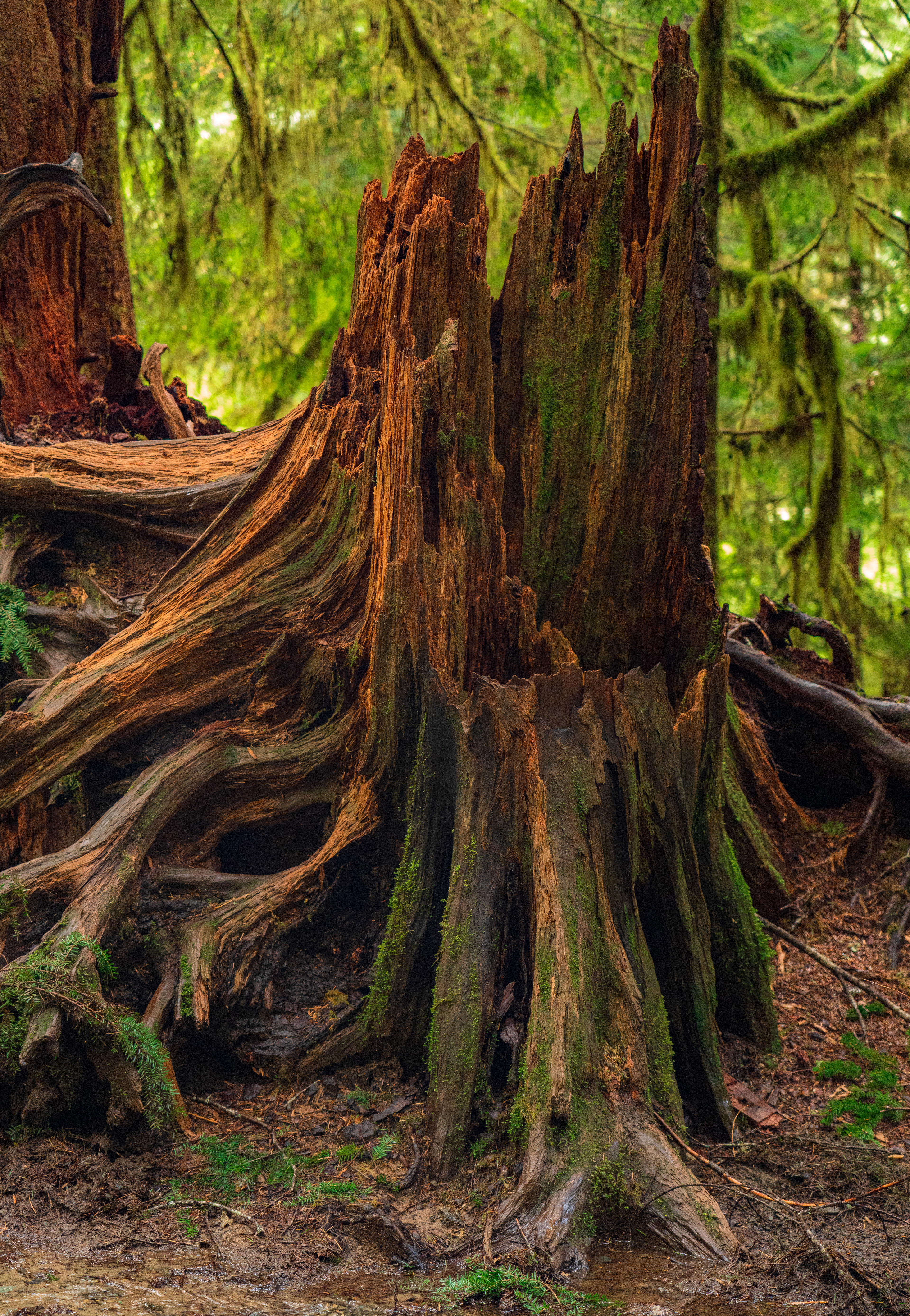Colorful Stump in Rain Forrest - Olympic National Park, WA