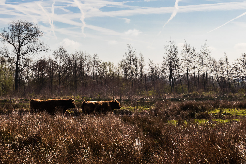 Wichelen - Kalkense Meersen - Galloyway runderen