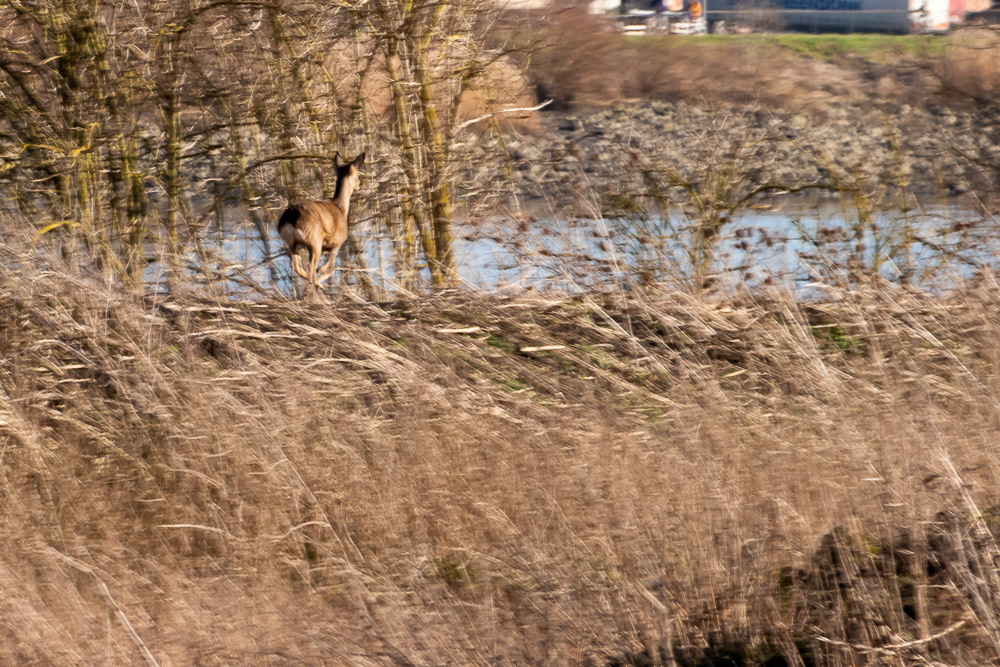Overstromingsgebied tussen Schelde en Baasrodeveerstraat Kastel