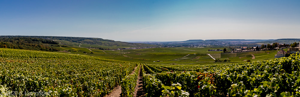 La Côte des Blancs