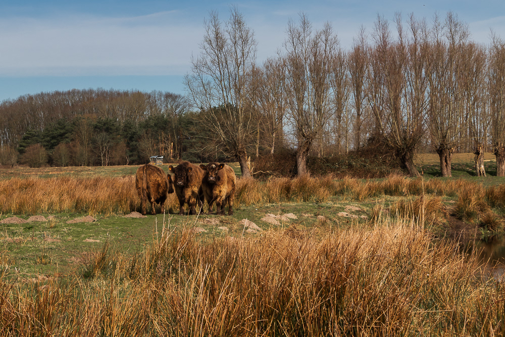 Wichelen - Kalkense Meersen - Galloyway runderen