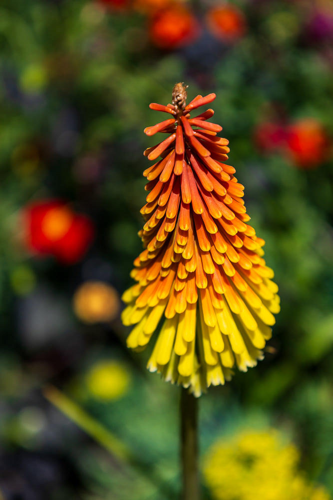 Sissinghurst Garden