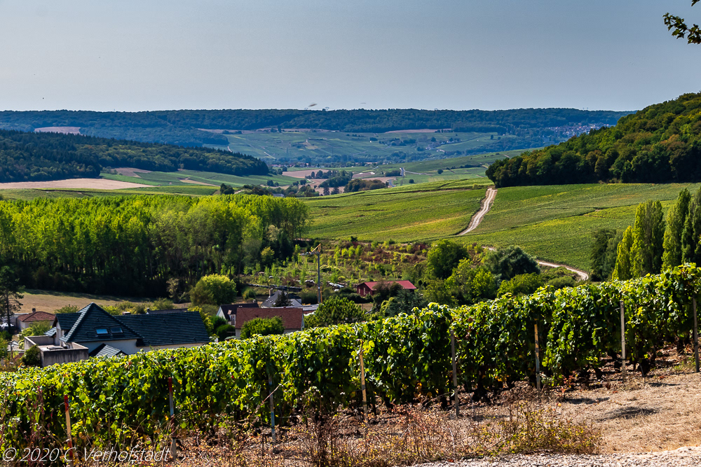 La Côte des Blancs