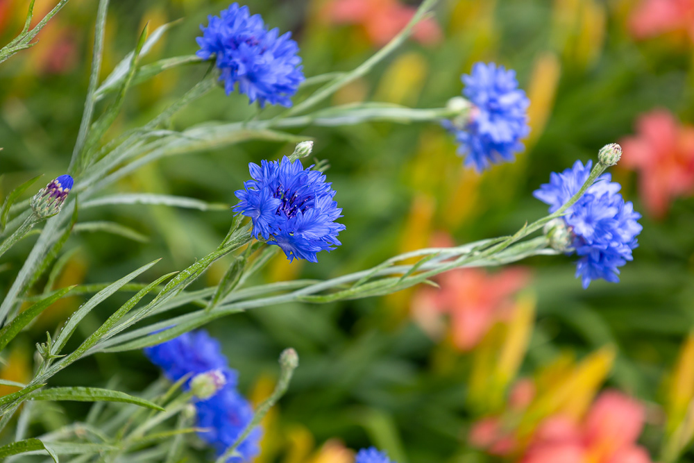 Sissinghurst Garden