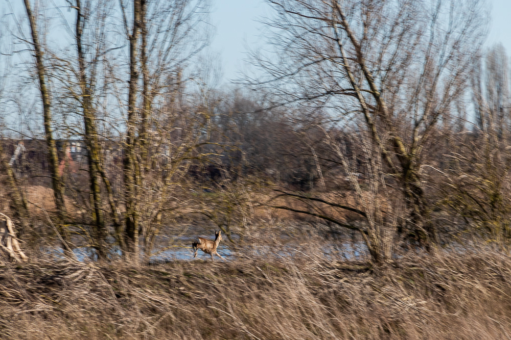 Overstromingsgebied tussen Schelde en Baasrodeveerstraat Kastel