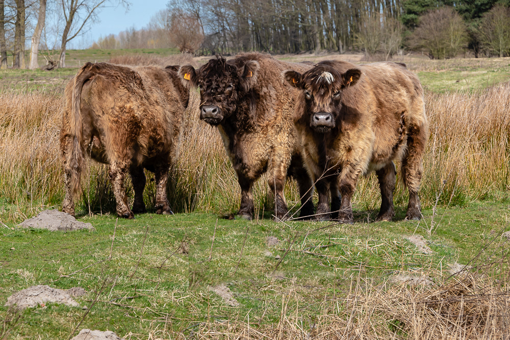 Wichelen - Kalkense Meersen - Galloyway runderen