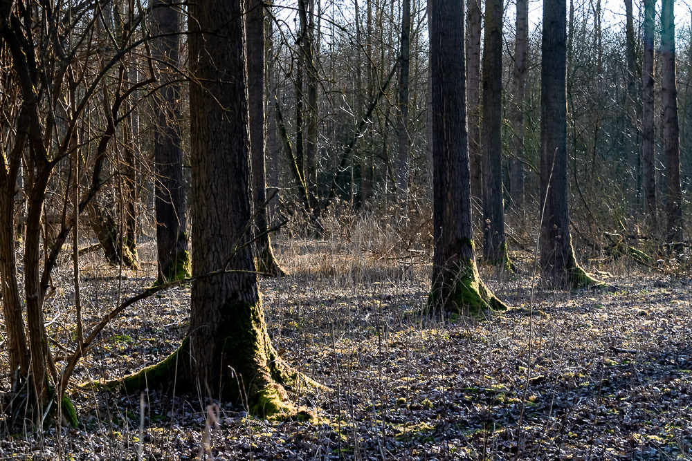 Natuurreservaat Het Zwijn