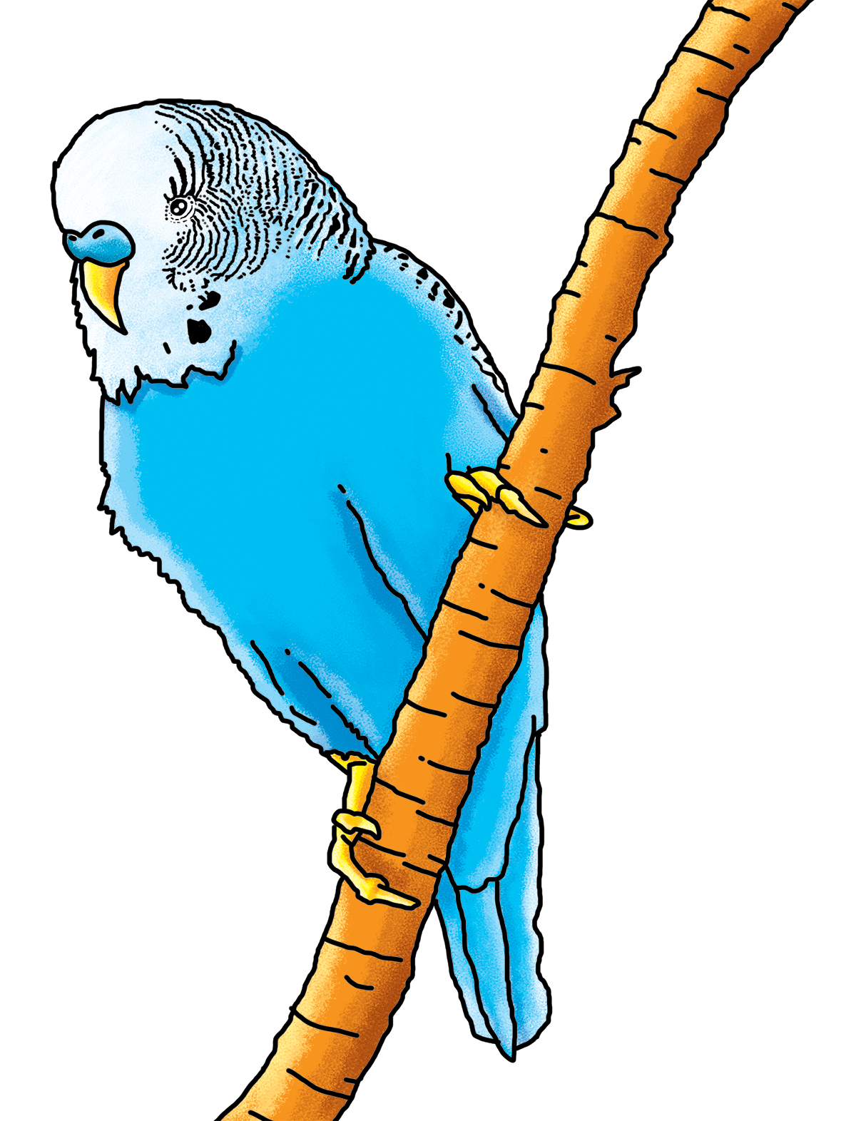 parakeet - book illustration