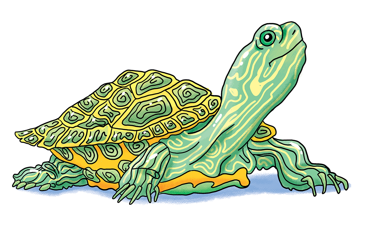 turtle - book illustration