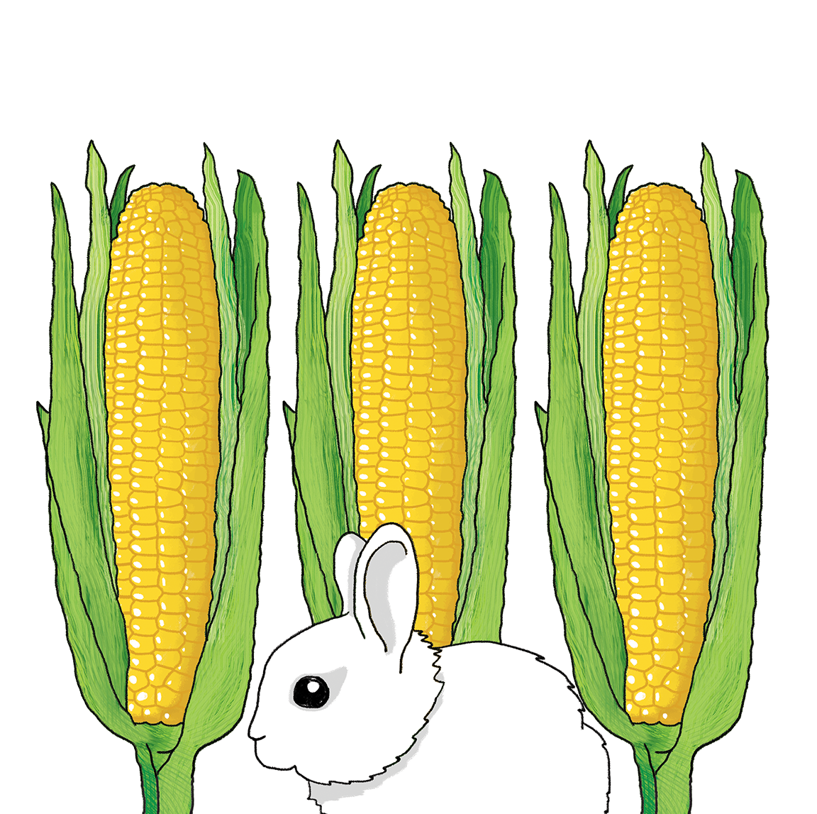 illustration/art direction