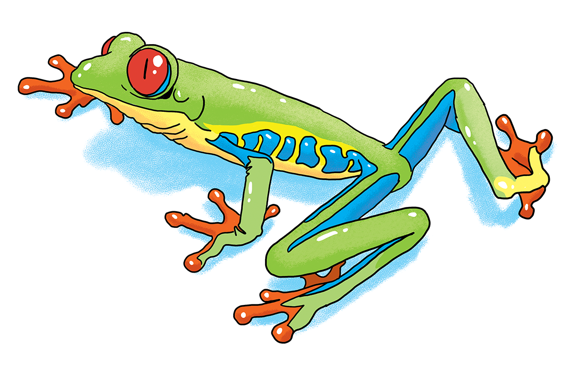 illustration/art direction