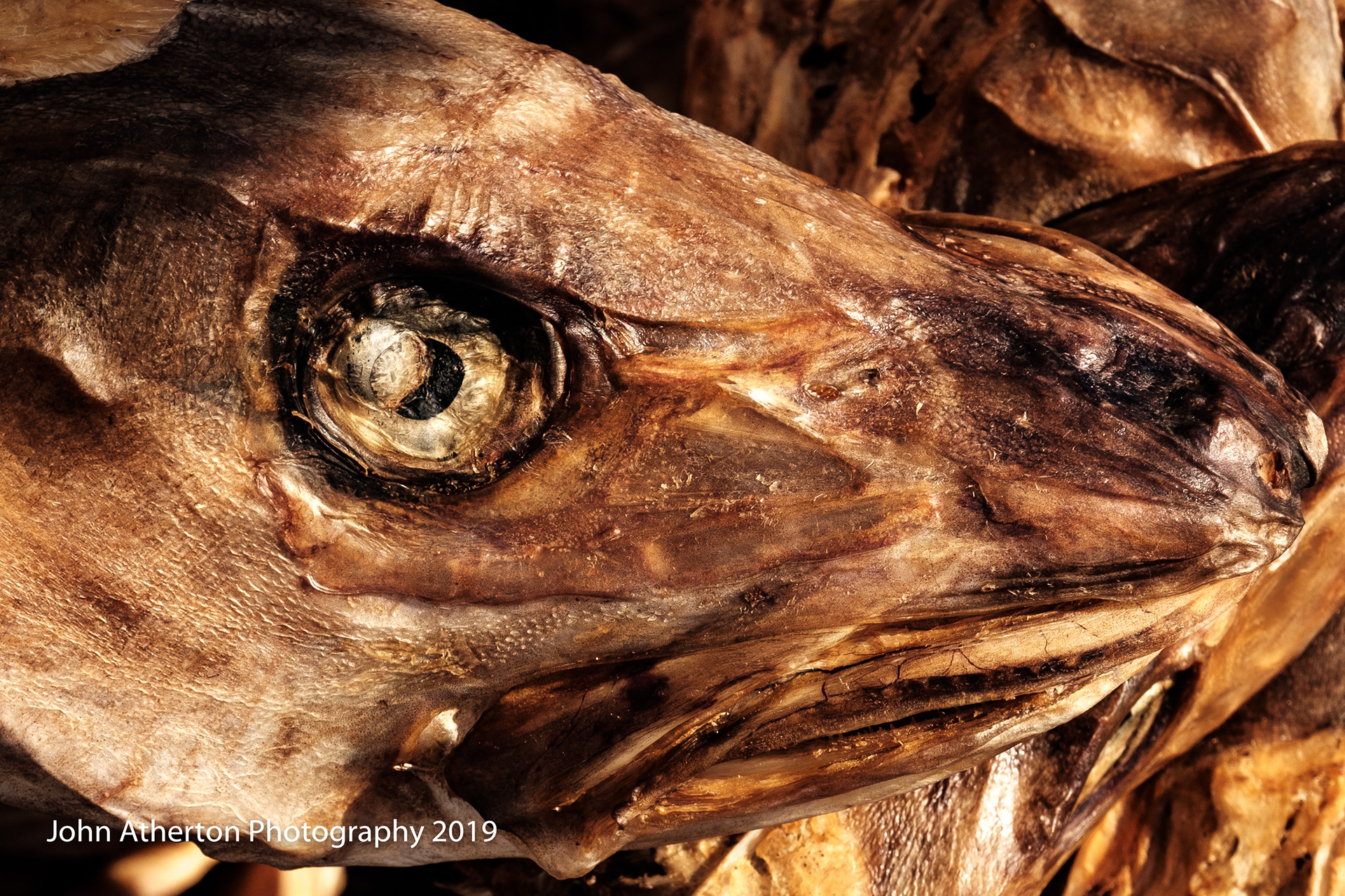 Cod Head drying in the winter sun.