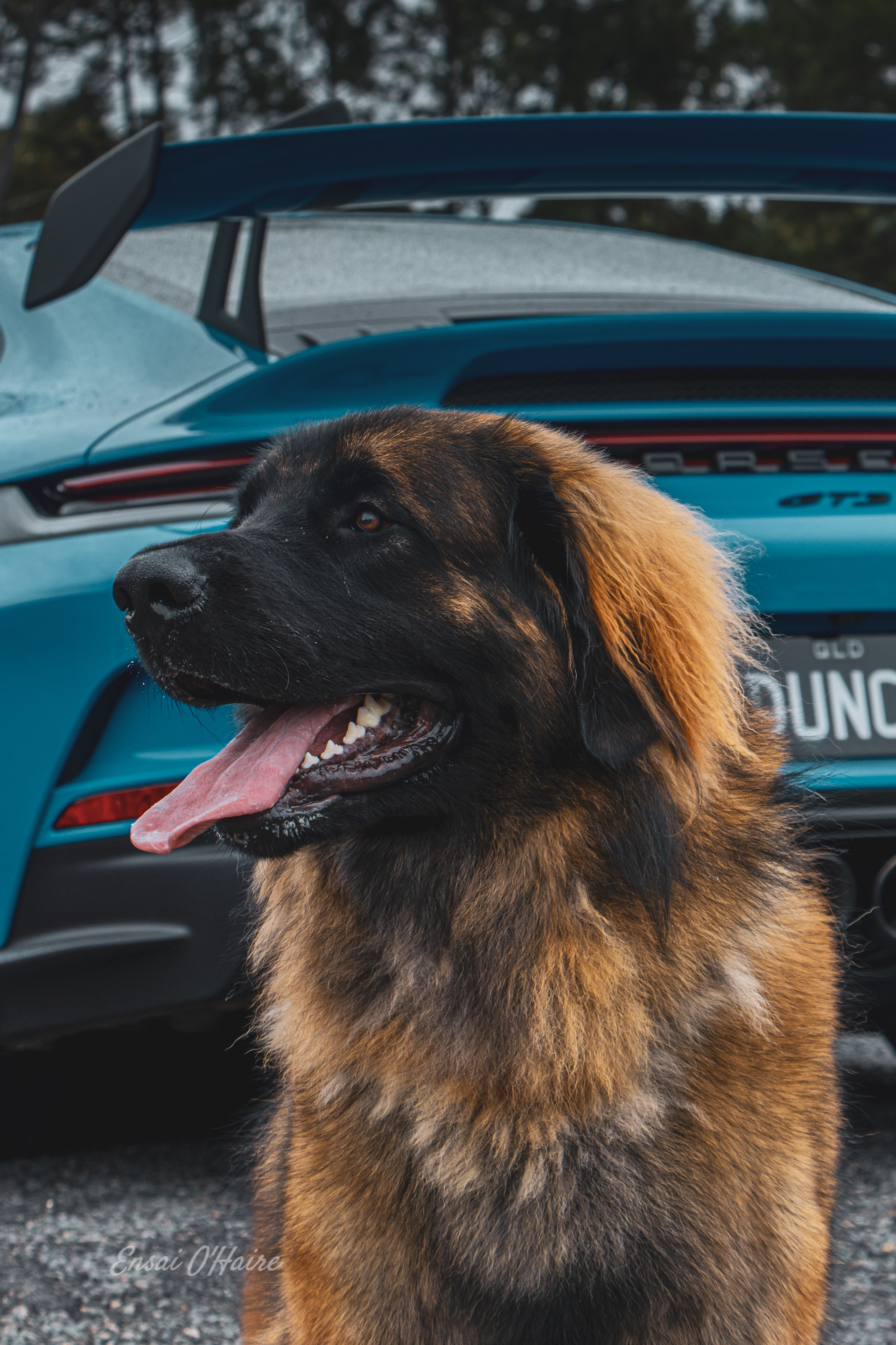 Porches GT3