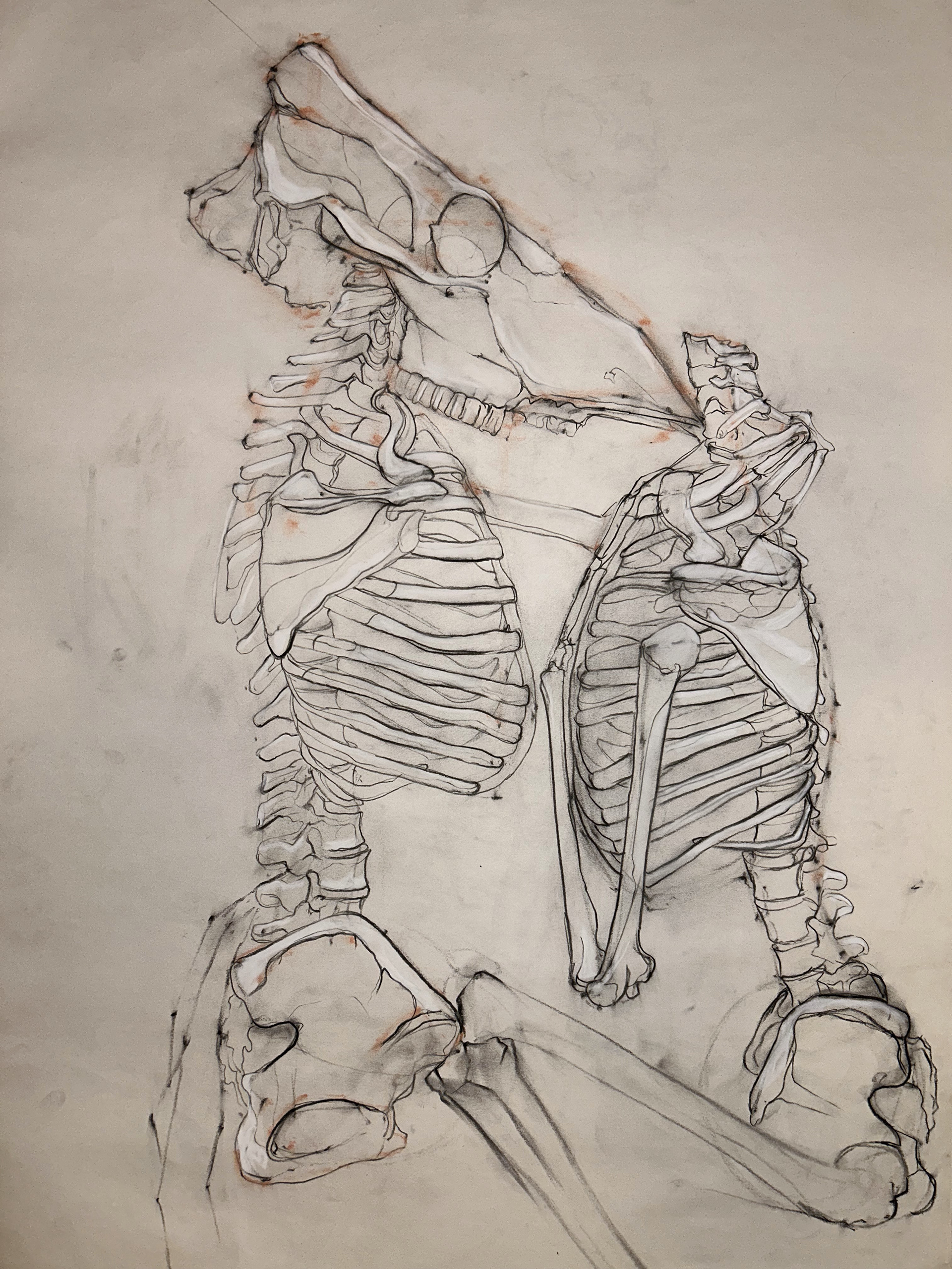 Charcoal and Chalk on Newsprint 24" x 36"