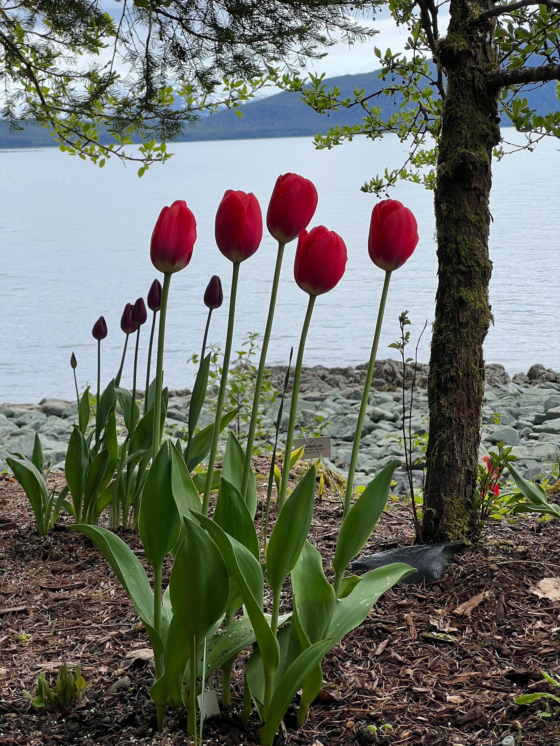 Juneau, Alaska Vista