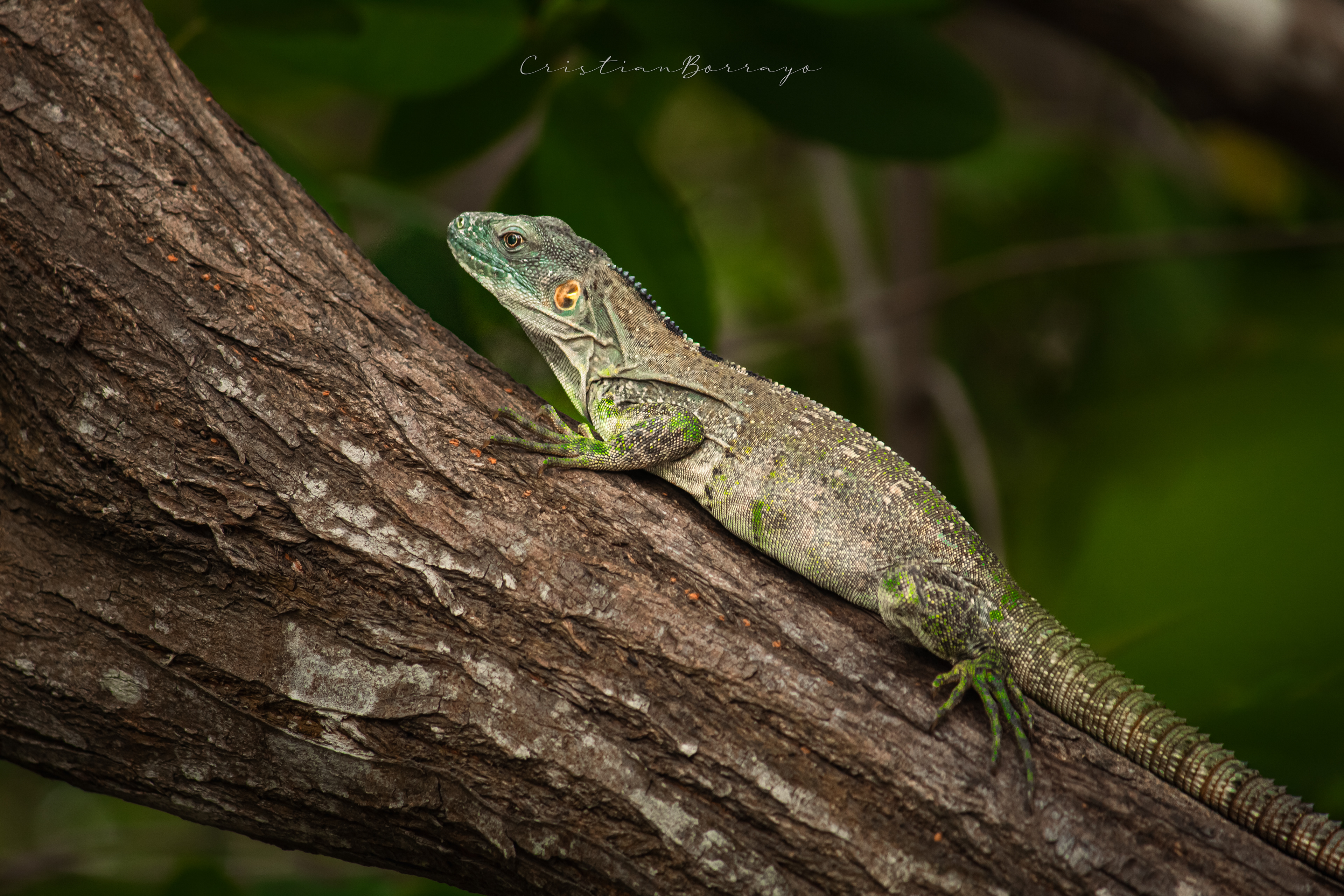 Iguana - Reptil, Nayarit (2024)