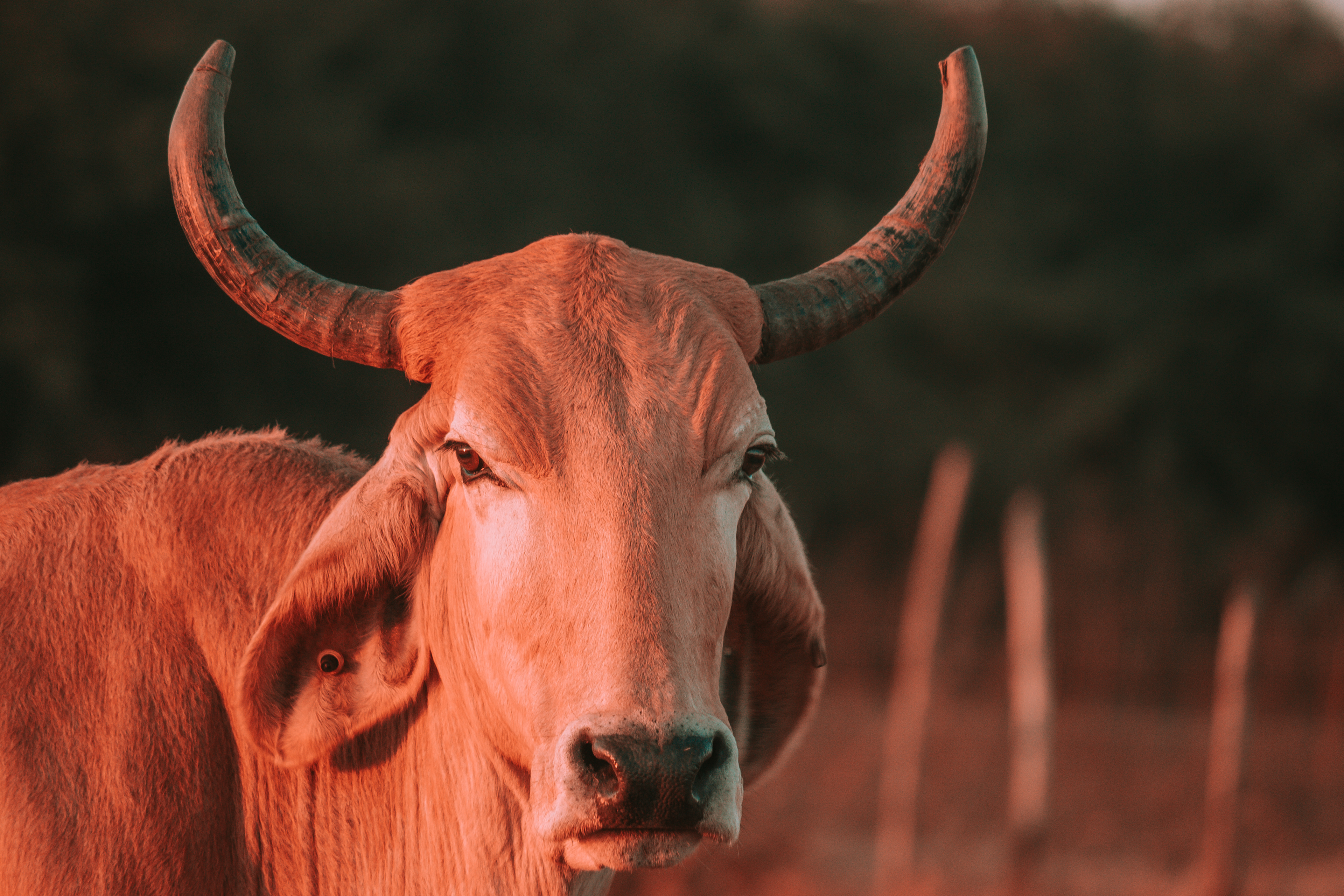 Vaca (2022)