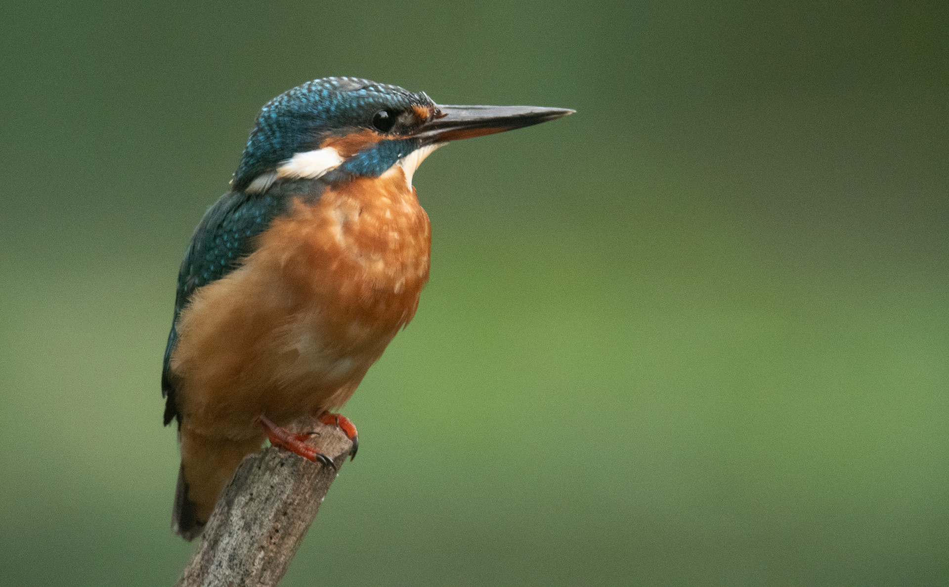 Ijsvogel