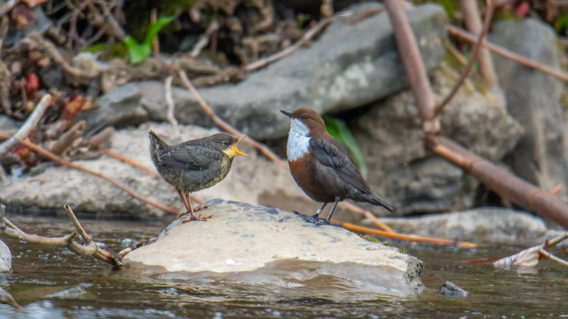 Waterspreeuw met juveniel
