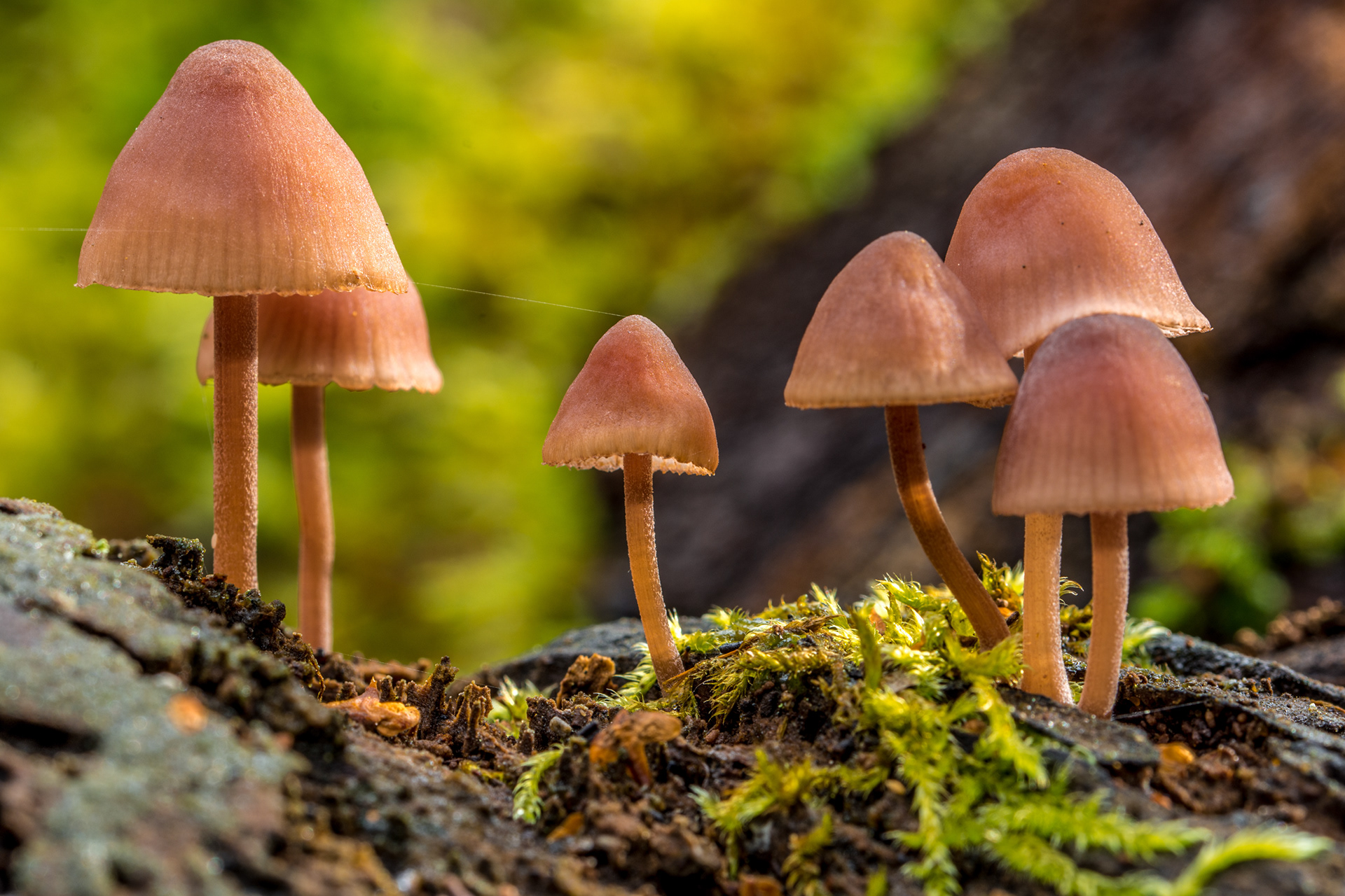 Paddenstoelen
