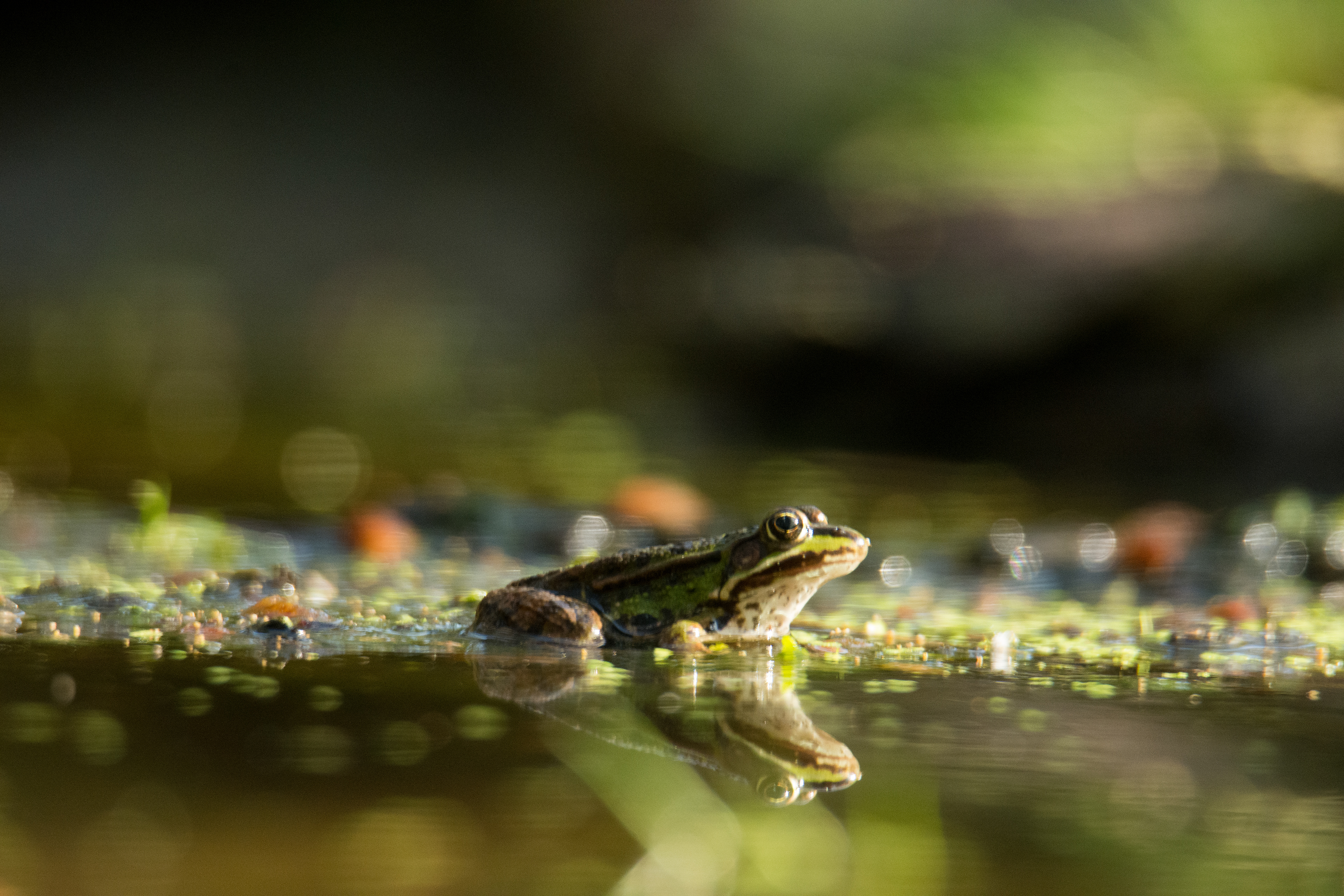 Groene kikker