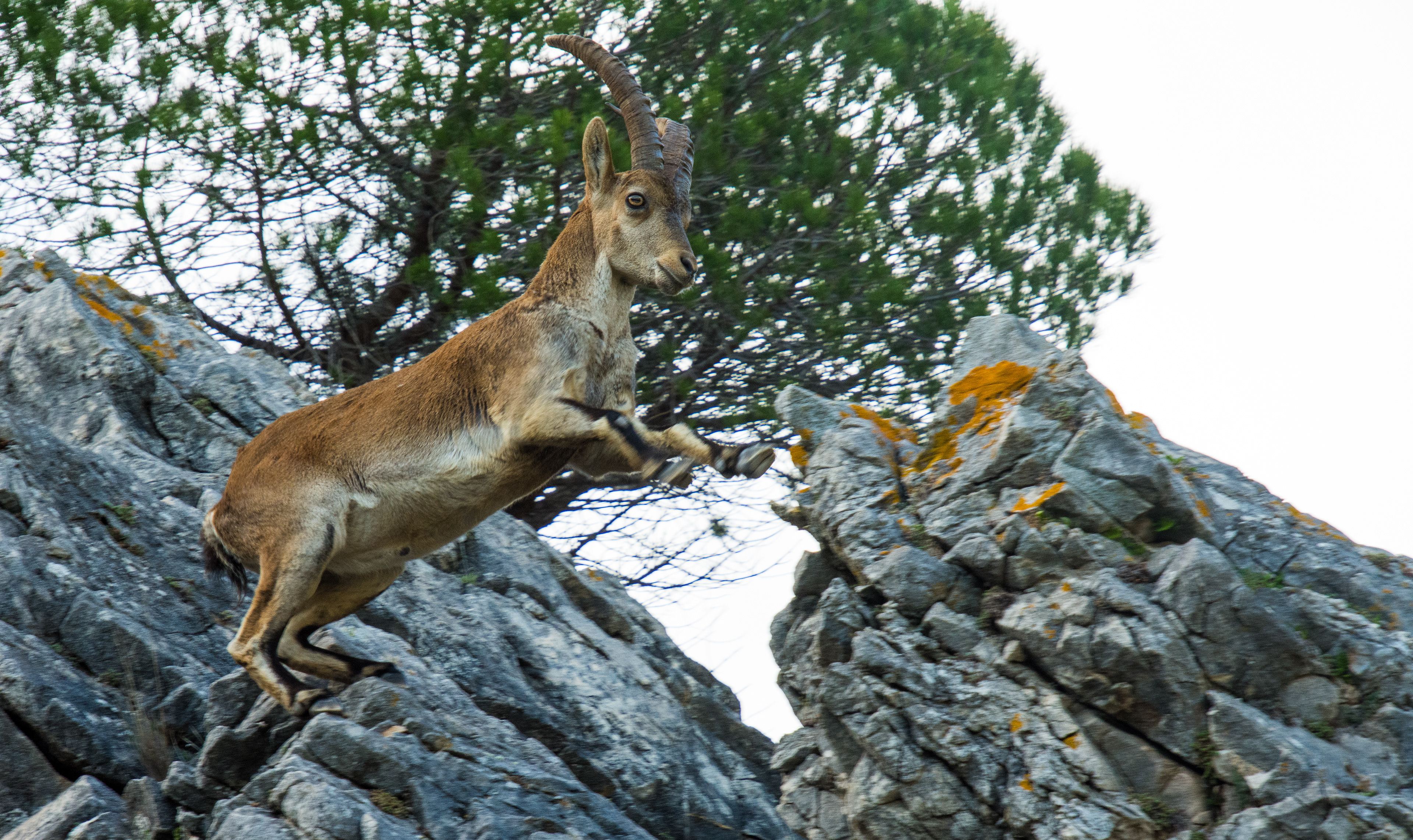 Spaanse steenbok maakt sprong