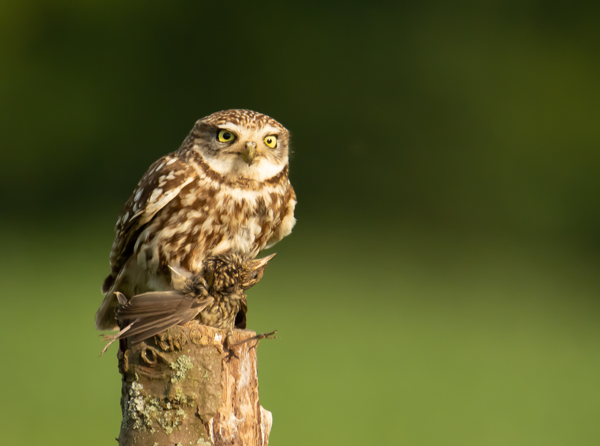 Steenuil heeft juveniele blauwborst gevangen