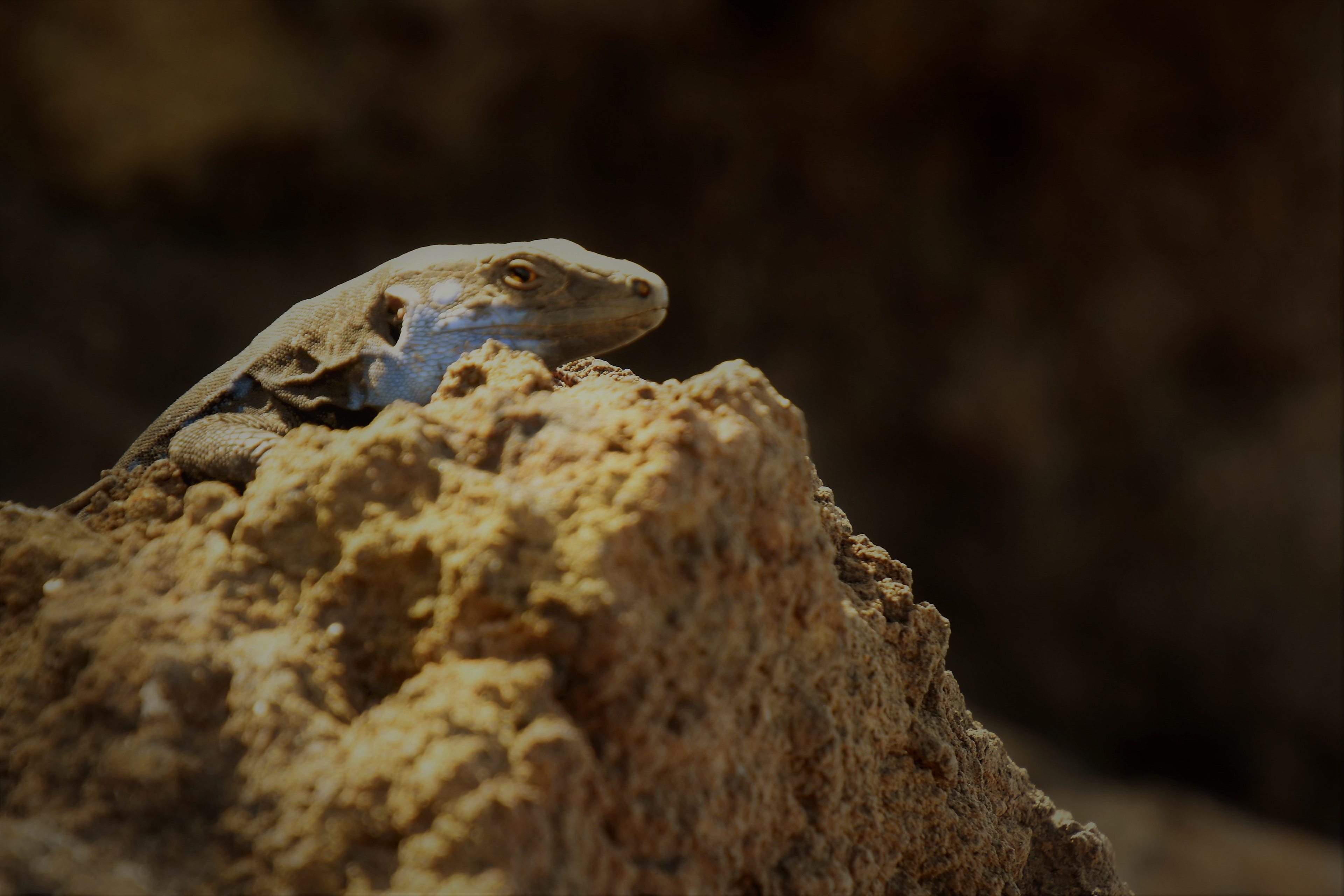 Blauwbaard hagedis op La Palma