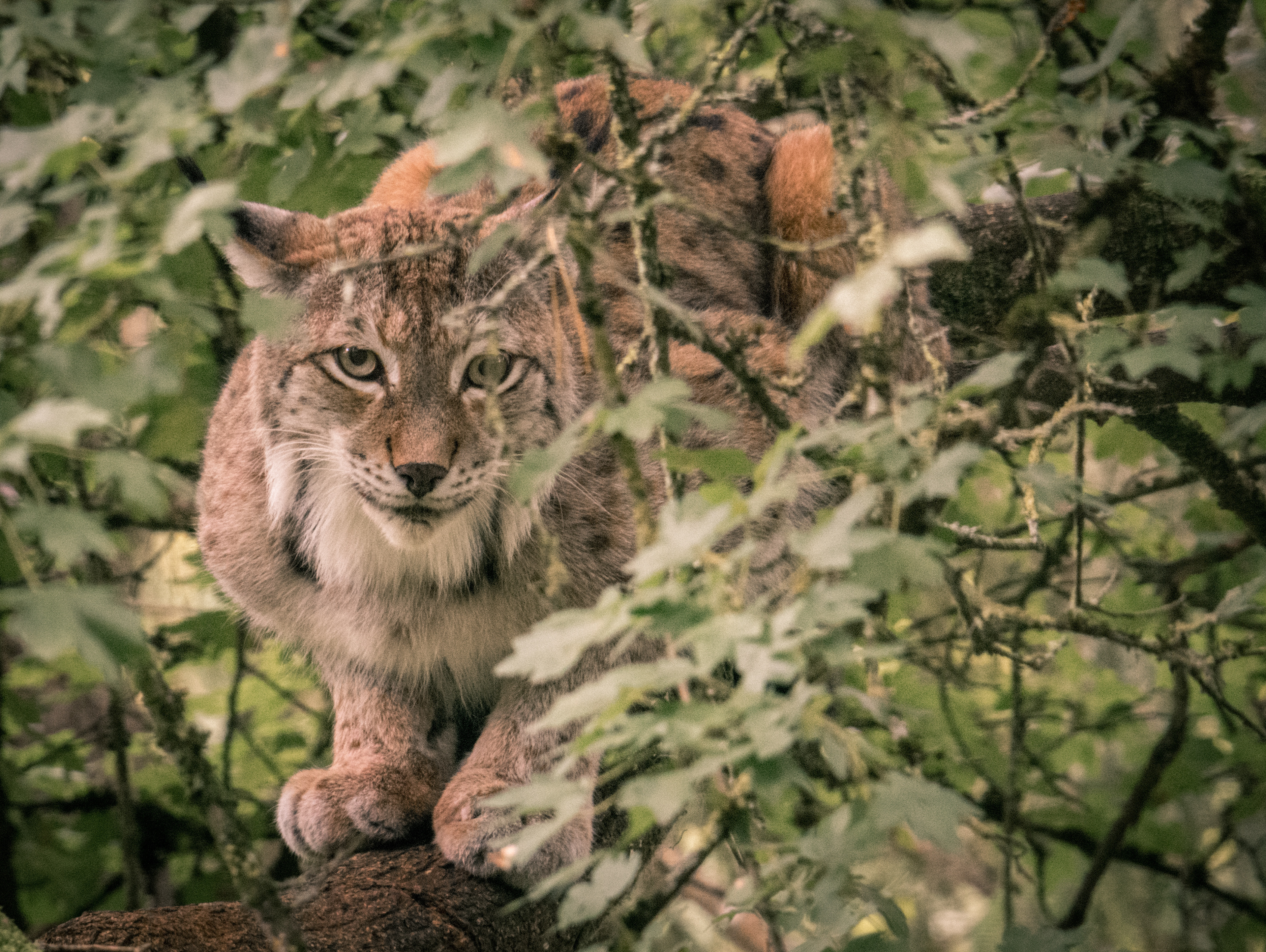 Lynx