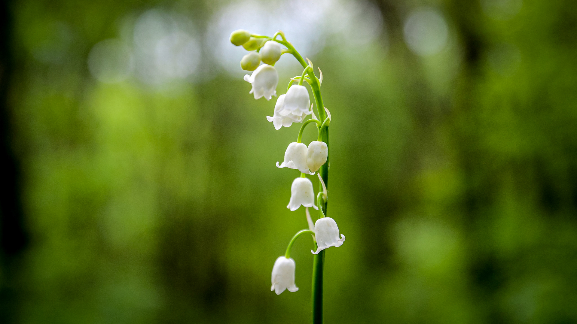 Lily of the Valley, April 2020
