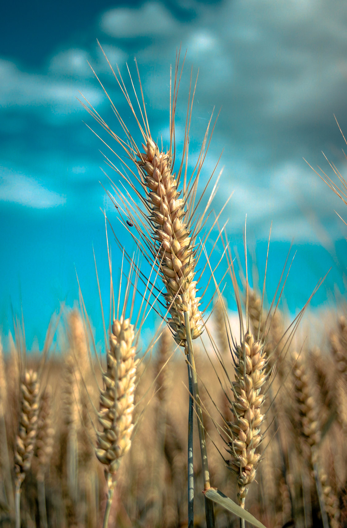Wheatfield in May