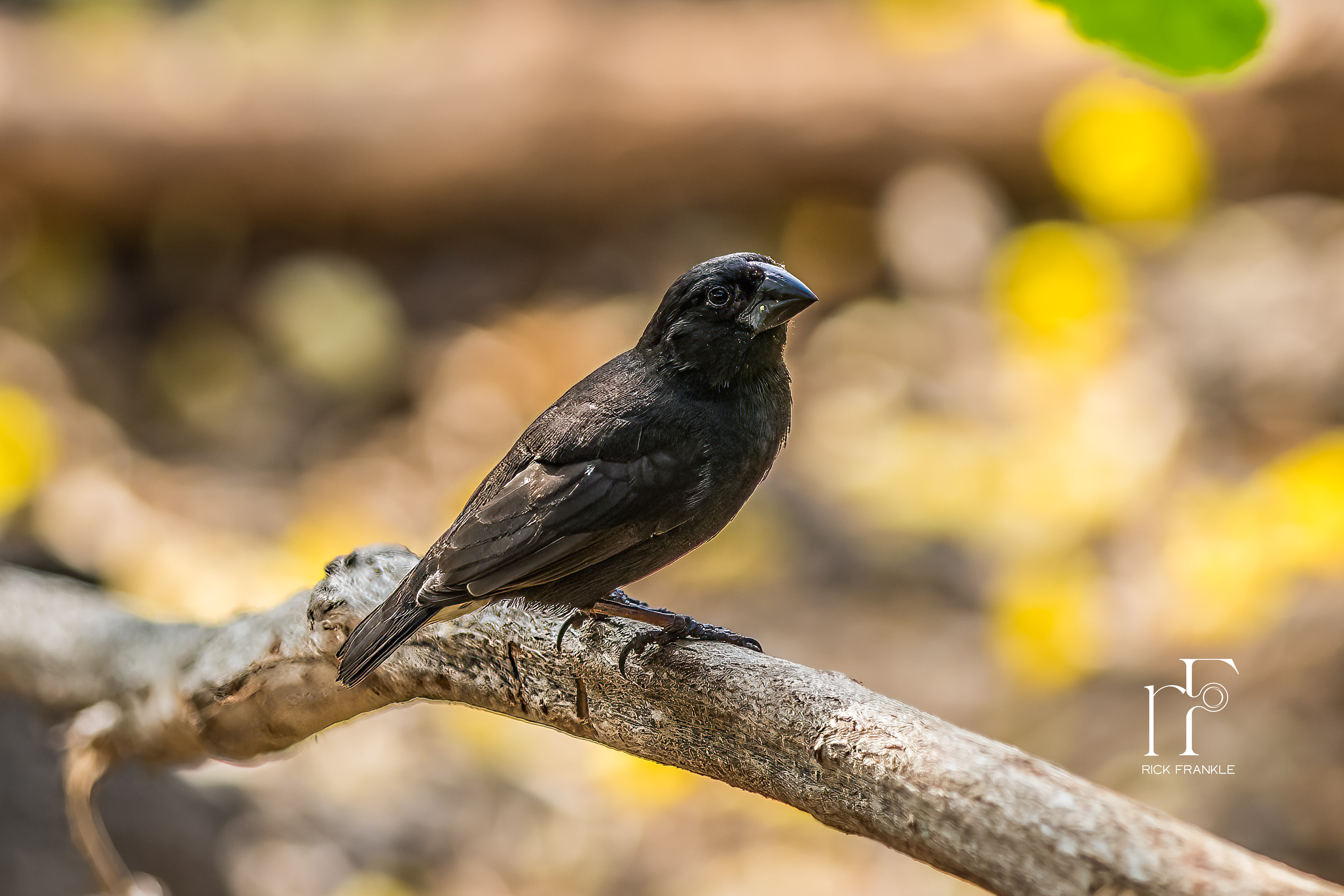 MEDIUM GROUND FINCH [SANTA CRUZ]