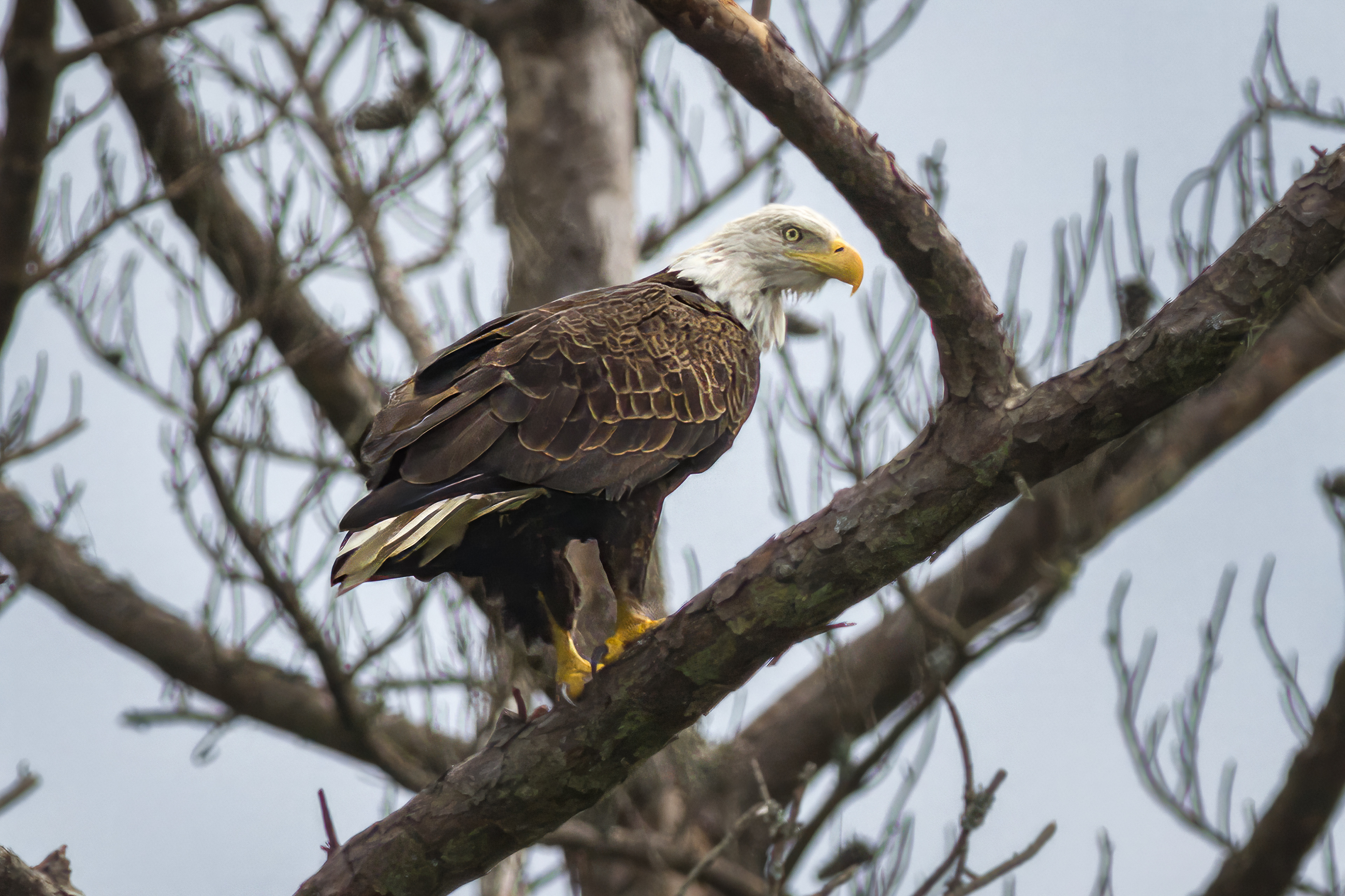 BALD EAGLE