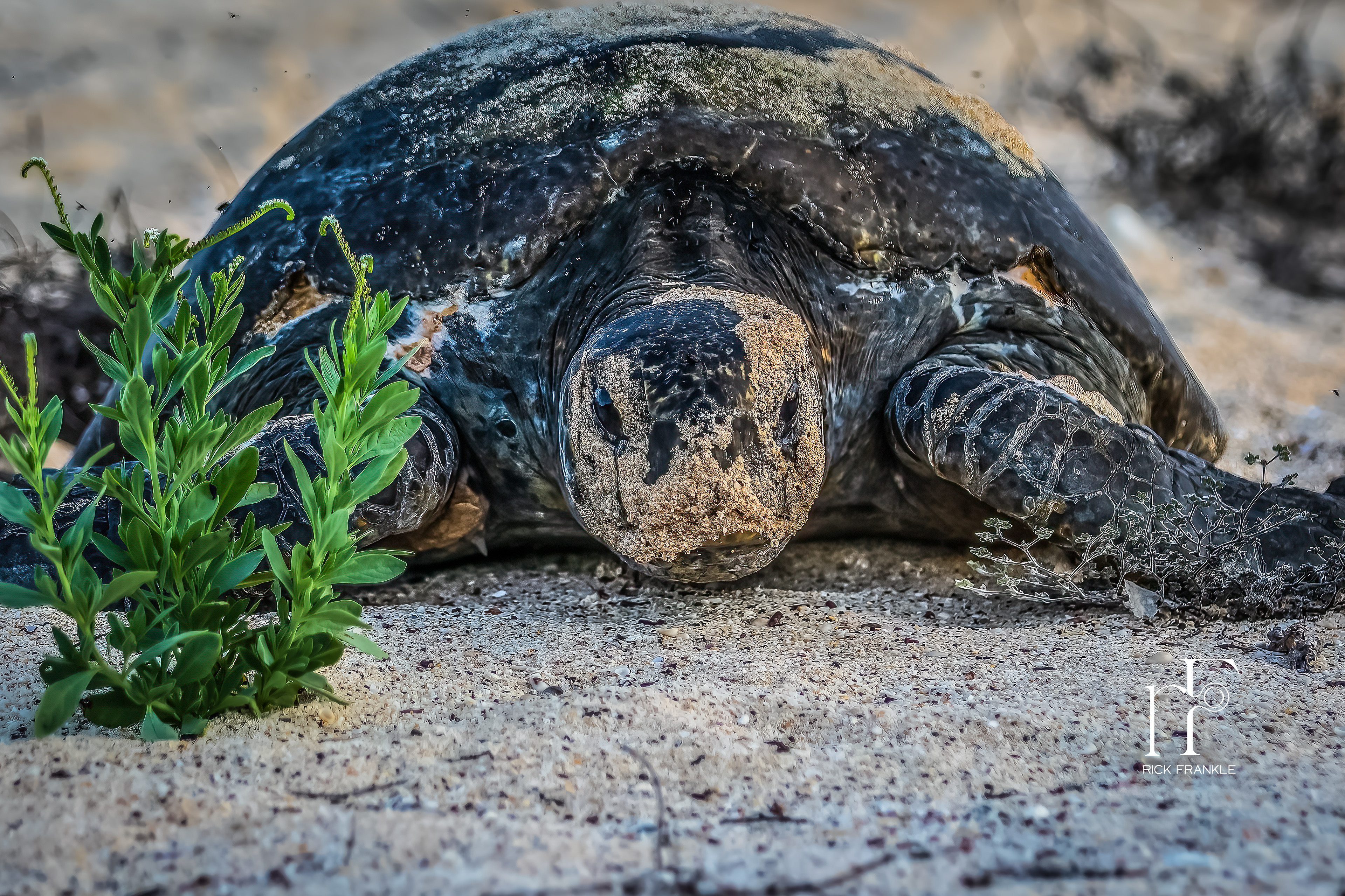 GALÁPAGOS SEA TURTLE [BACHAS BEACH]