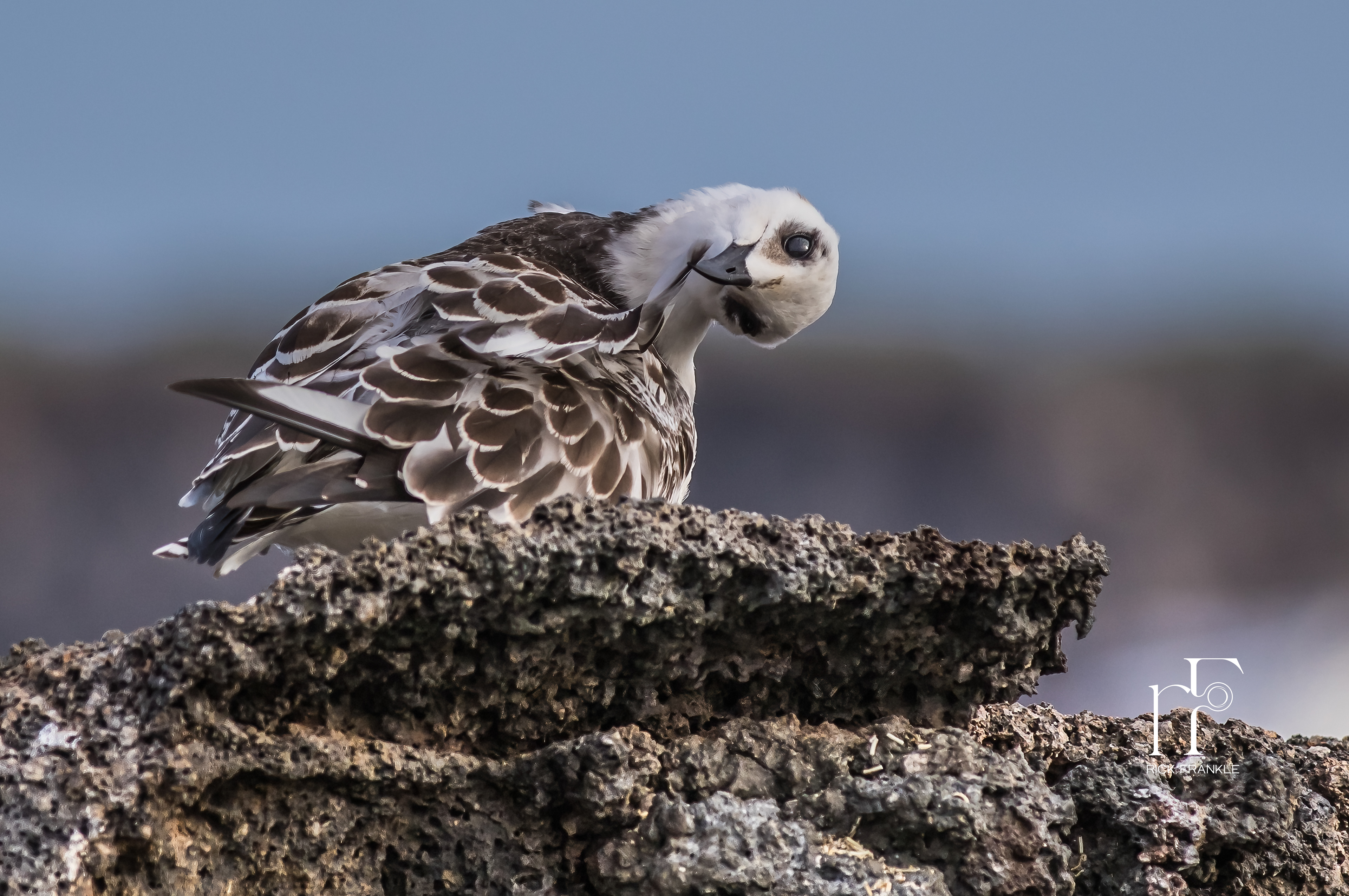GALÁPAGOS PETREL [DARWIN BAY]