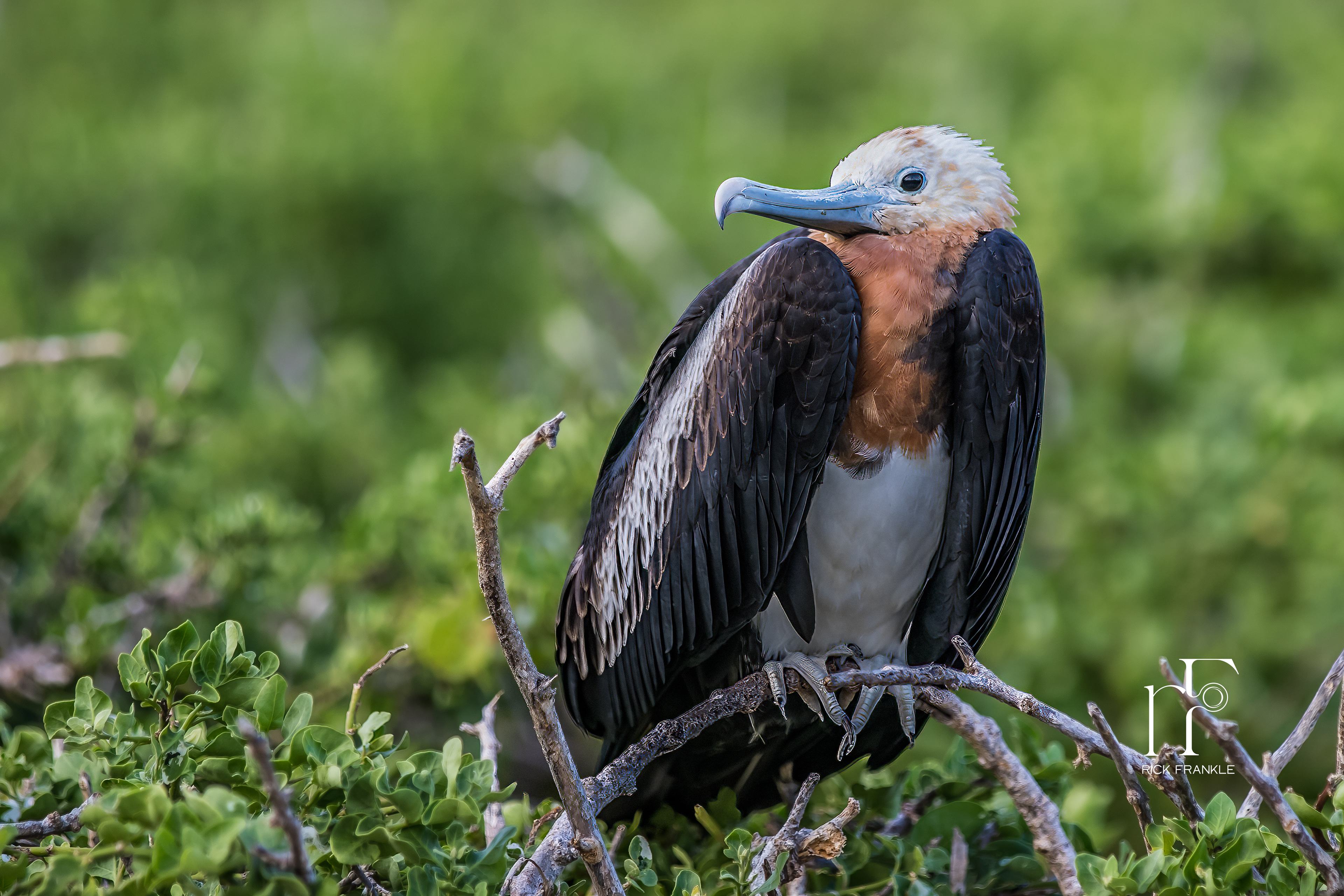 FRIGATE BIRD [DARWIN BAY]