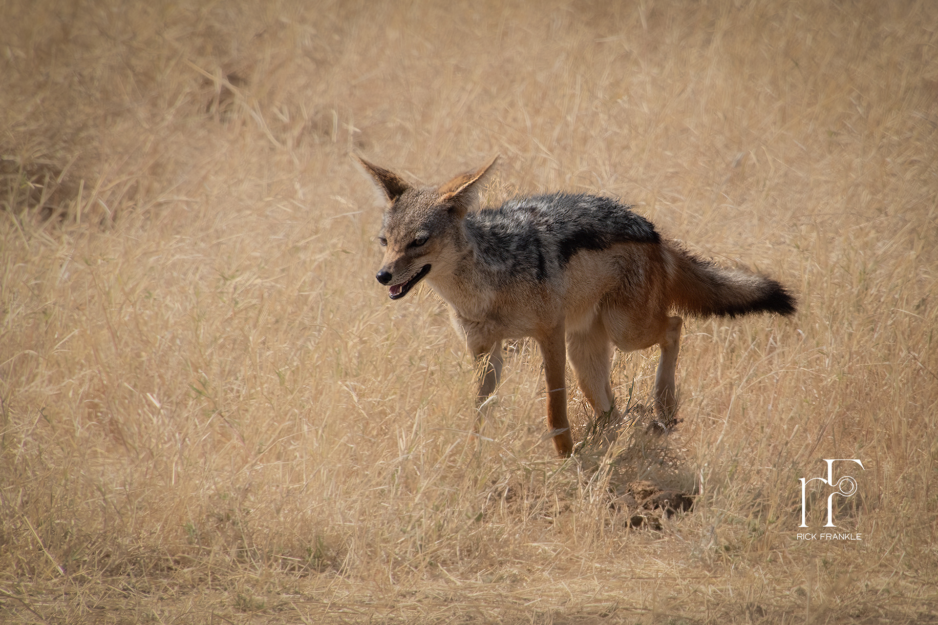 JACKAL [NGORONGORO CRATER]