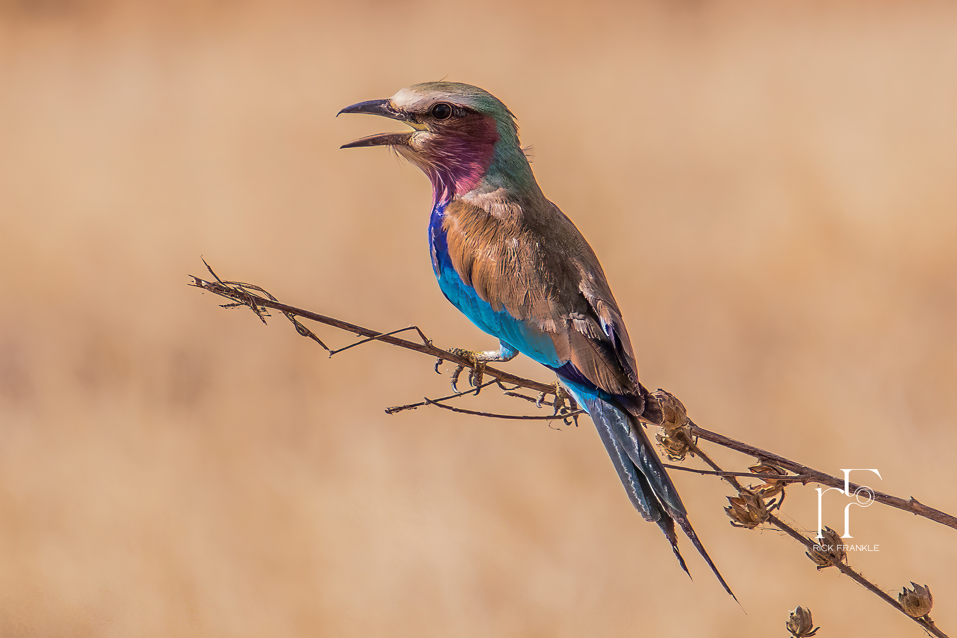 LILAC BREASTED ROLLER [TARANGIRE]