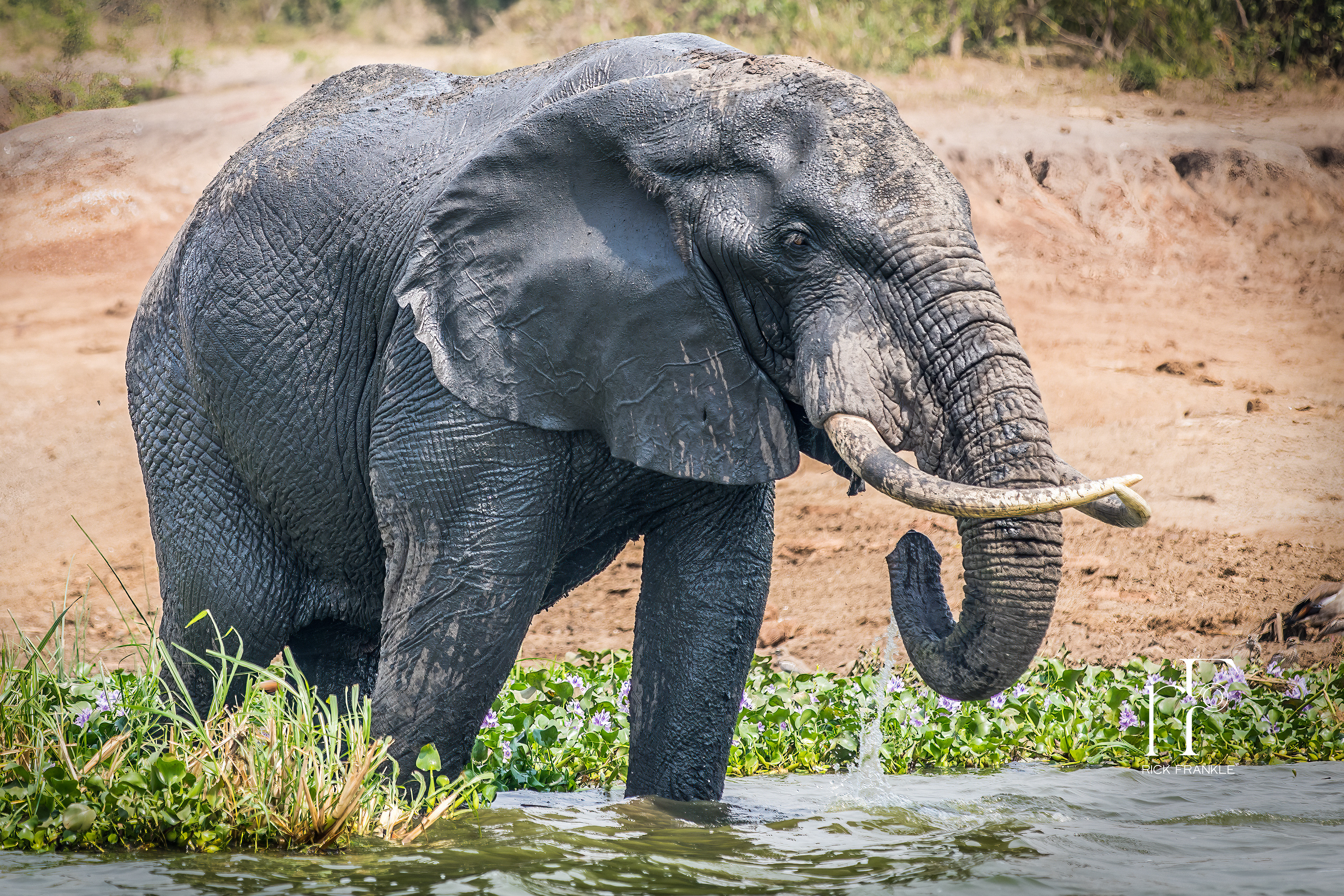 ELEPHANT [KAZINGA CHANNEL]