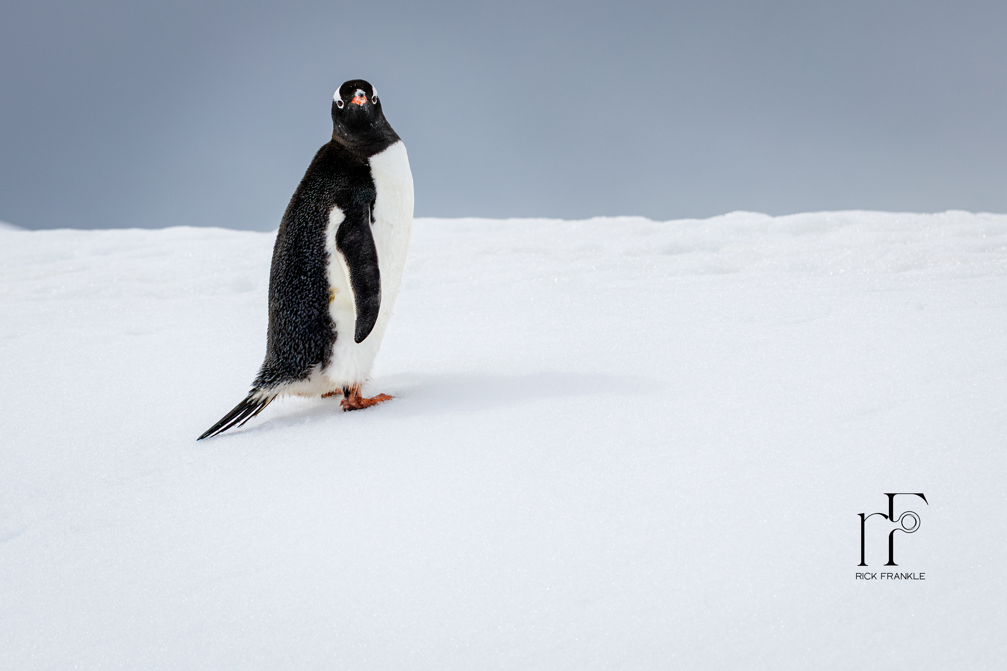 GENTOO PENGUIN [MIKKELSON HARBOUR]