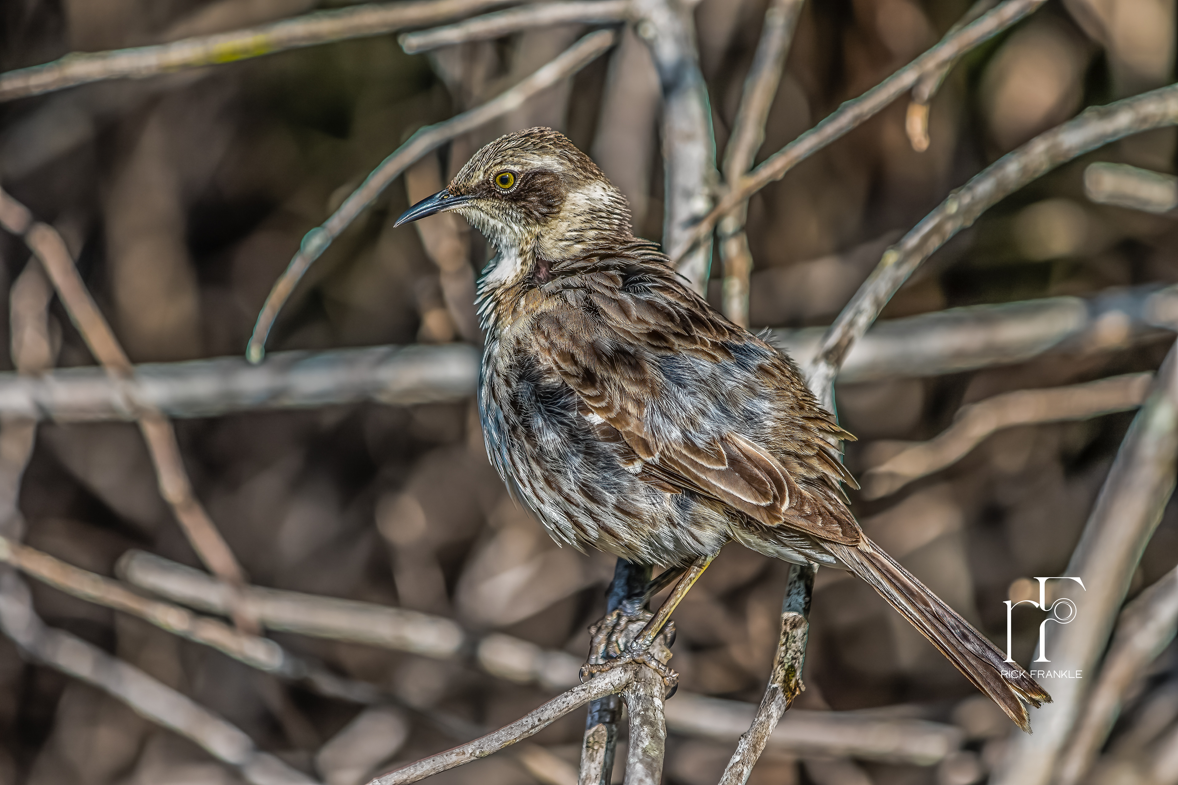 MOCKINGBIRD [URBINA BAY]
