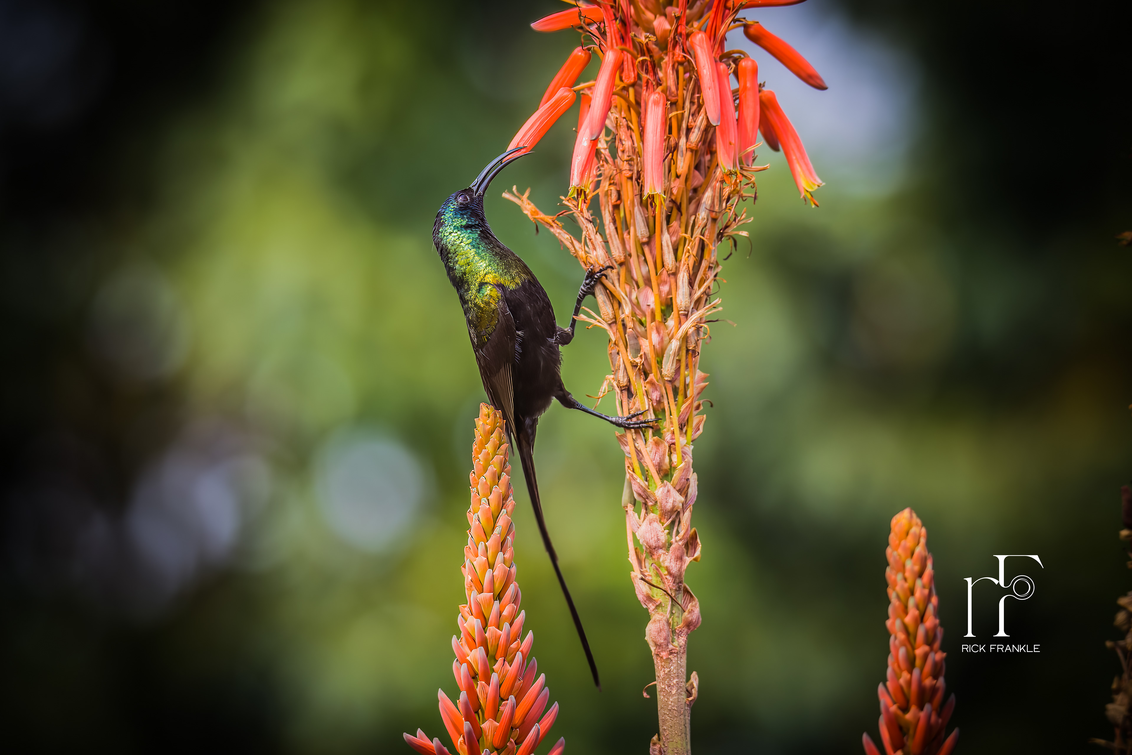 BRONZE SUNBIRD [VIRUNGA]