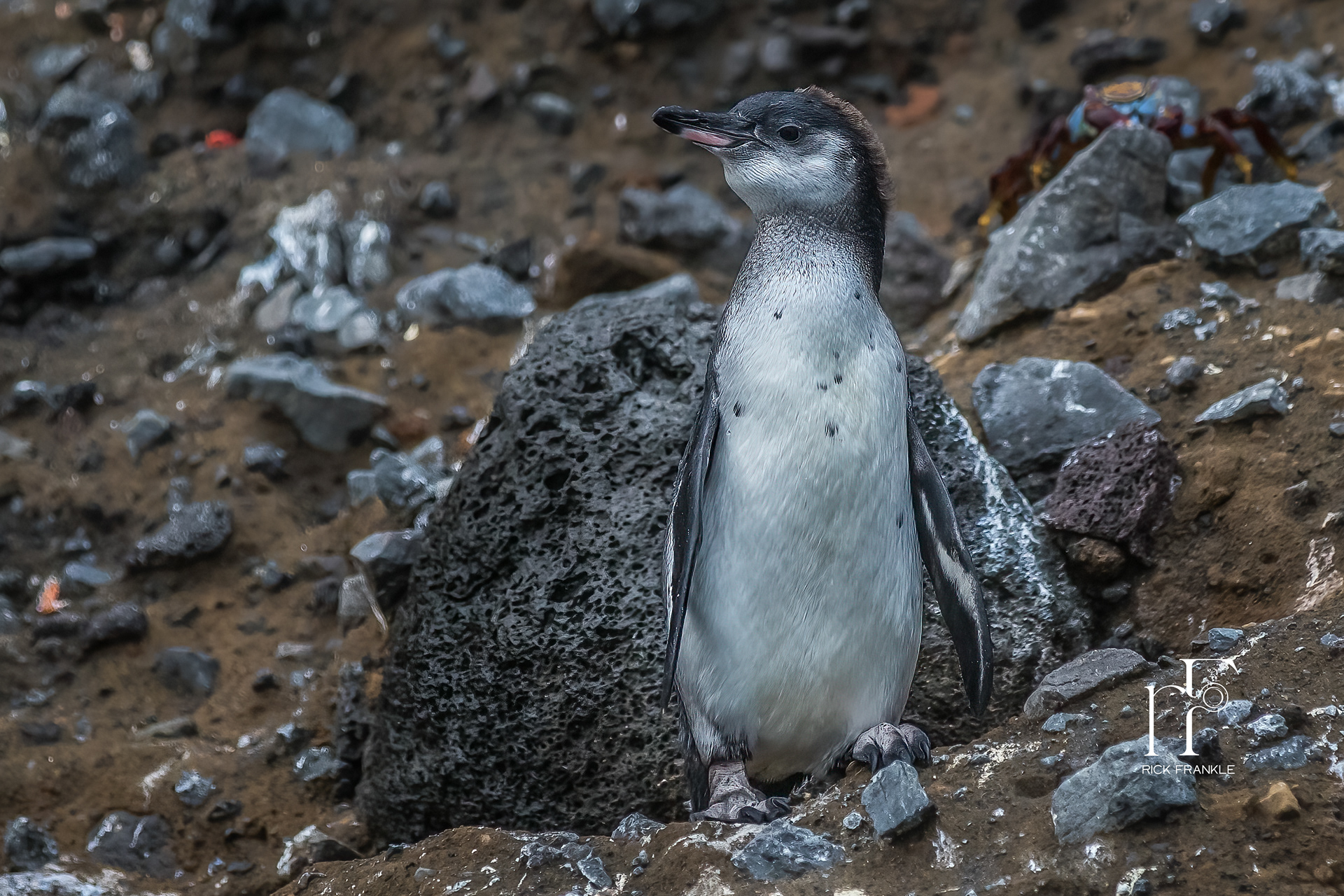 GALÁPAGOS PENGUIN [TAGUS COVE]
