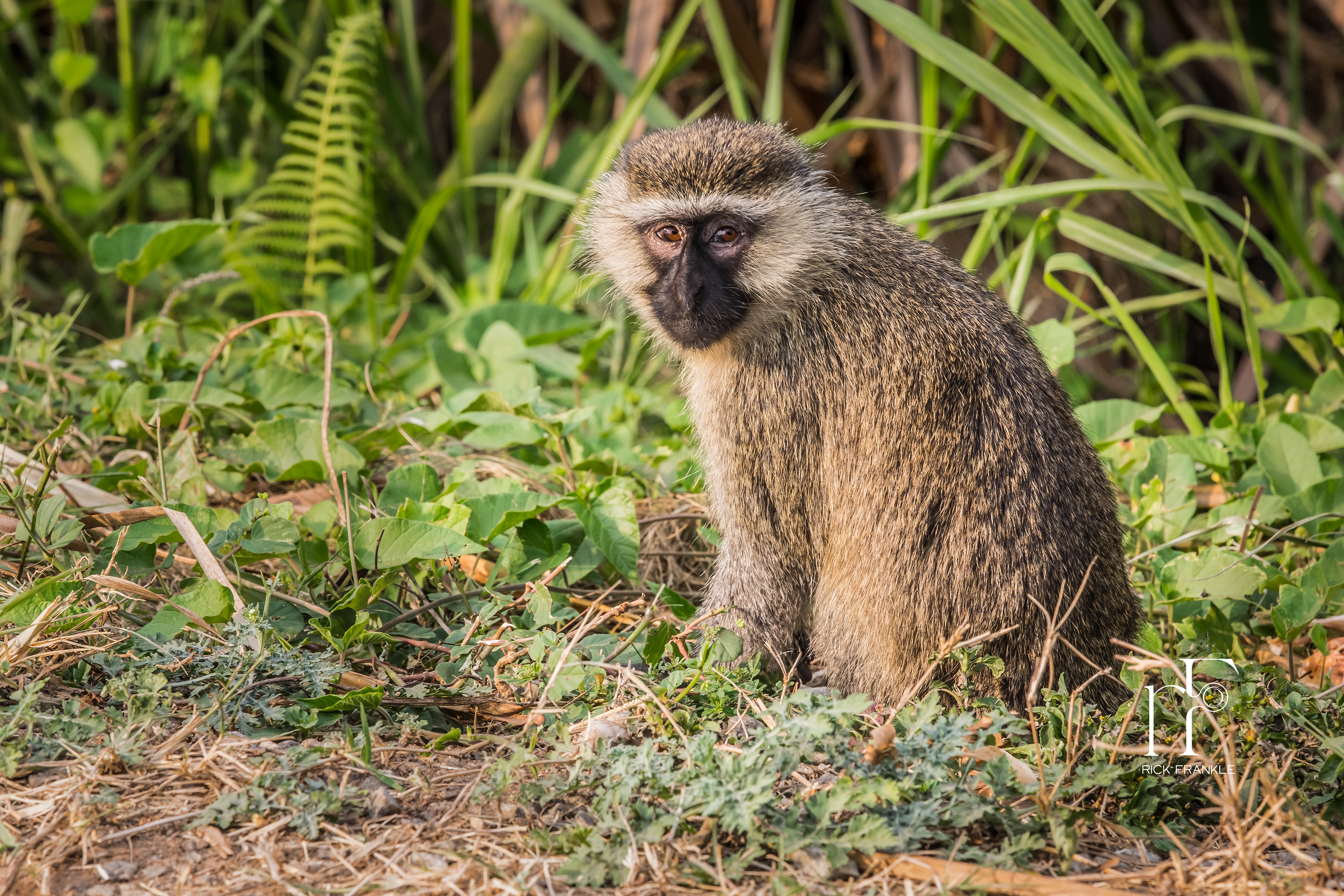 VERVET MONKEY [QUEEN ELIZABETH NATIONAL PARK]