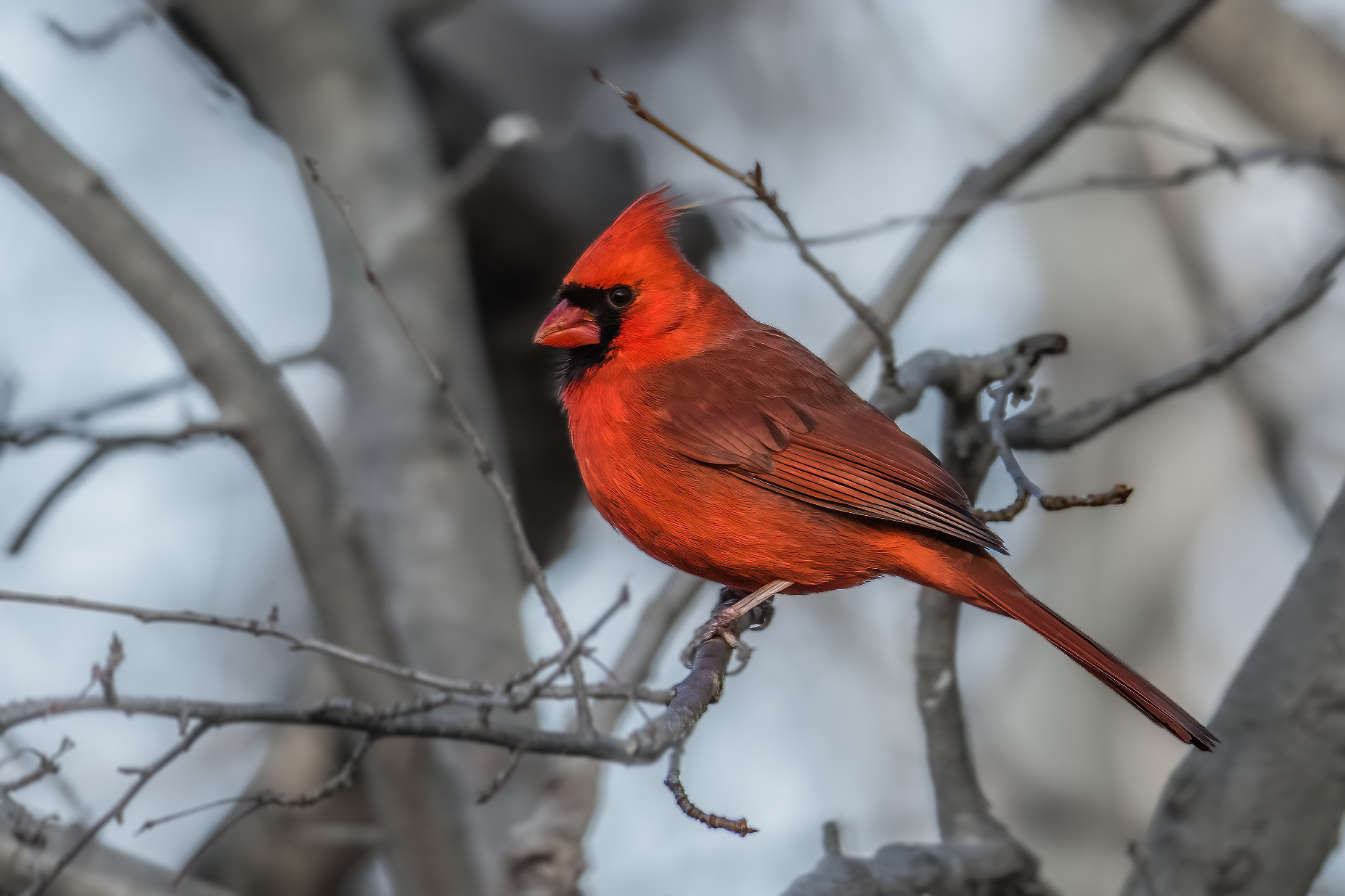 NORTHERN CARDINAL