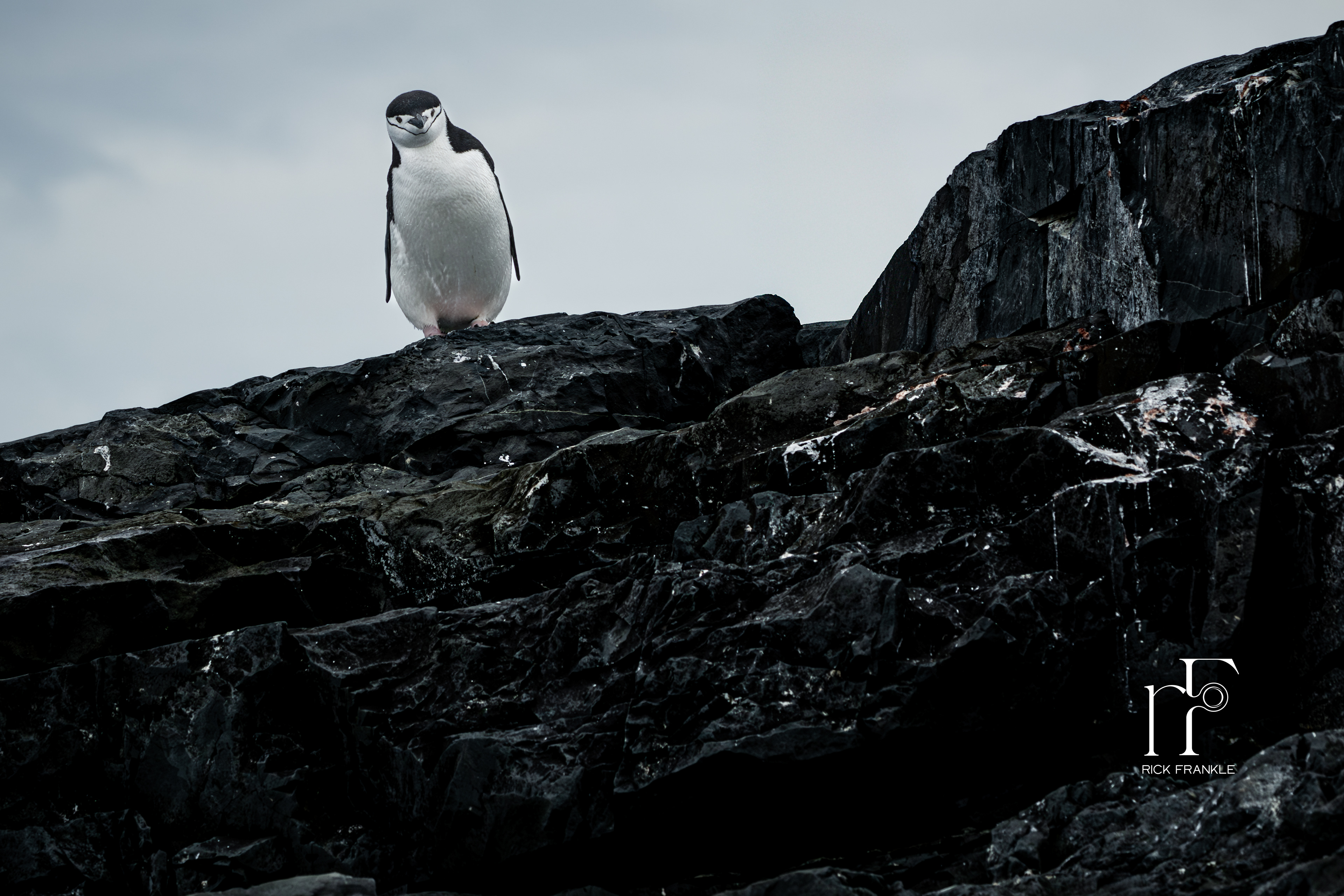 CHINSTRAP PENGUIN [MIKKELSON HARBOUR]